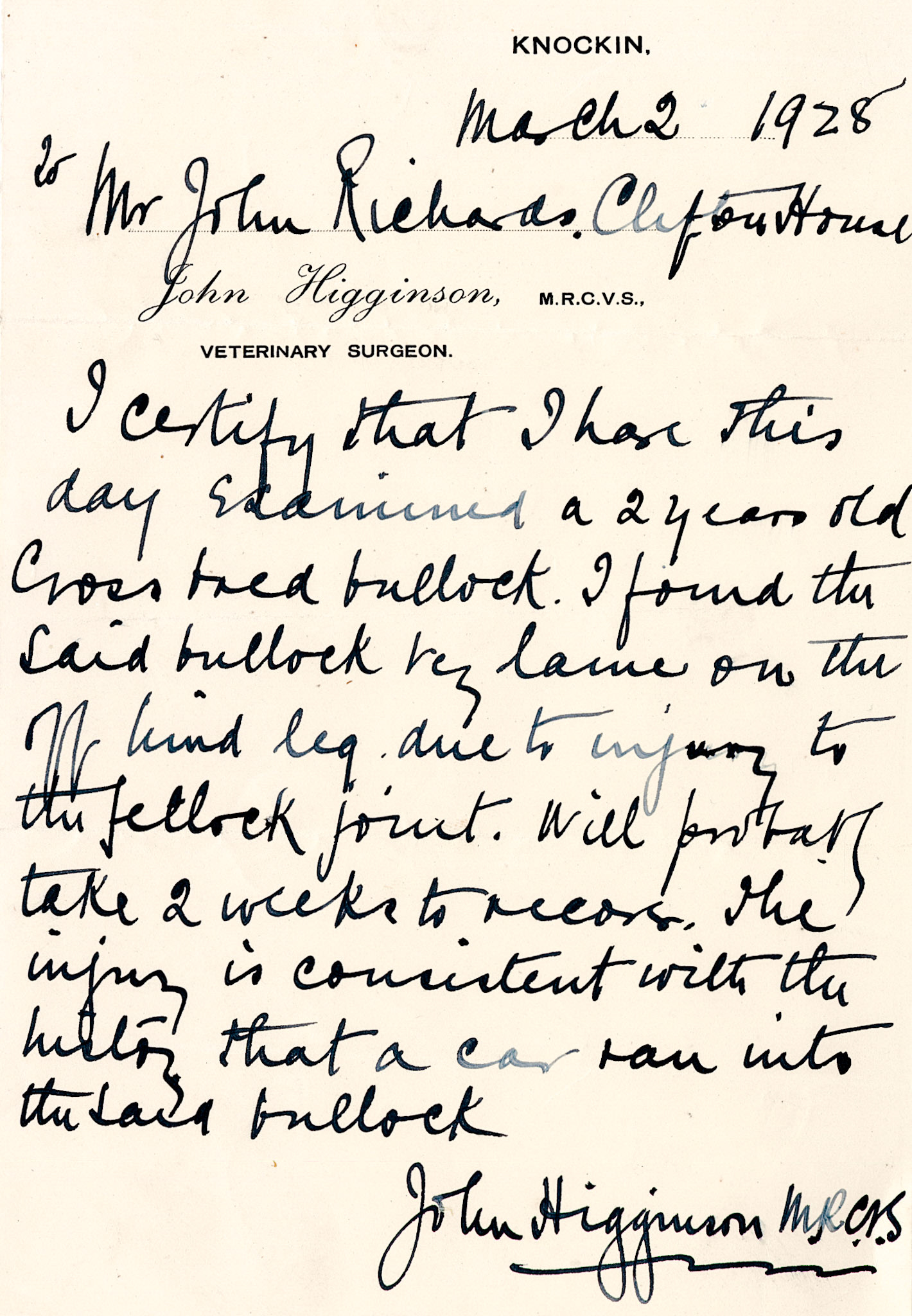 1928 Veterinary Surgeon's report on a bullock believed to have been injured following a collision with one of the Company's cars.