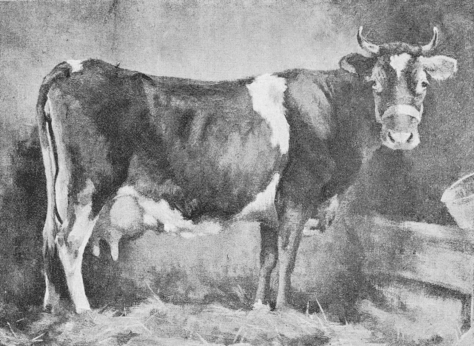 1893 Dairy Queen 3rd', winner of First Prize Milking Competition Dairy Show, London-has yielded over 1000 gallons per annum for three consecutive years. From 'Souvenir from Finchley' (Courtesy Brian Wastell)
