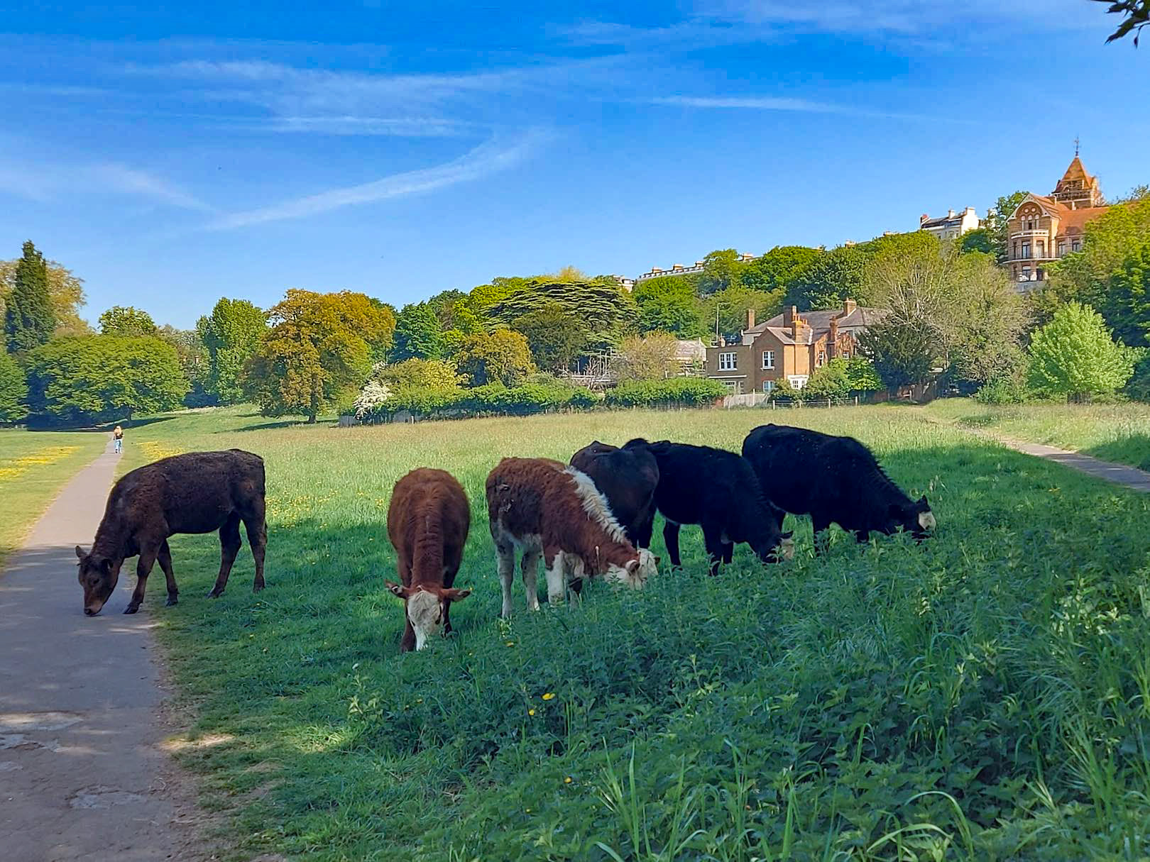 2025, October. The cows have left Petersham Meadows to return to their winter home at a farm in the South Downs. The grazing season, with 7 heifers provided by a new grazier, has been a great success. Grazier, cows and local residents all seem happy. The cows were moved out on October 29th, and the hope is that 10 will return in late April or early May. The management of the meadow in this way is considered to be an optimal method of land management. New technology will be trialled next year, using collars and GPS to manage the optimal movement of the cows around the meadow. It is hoped there will be some "meet the grazier and cows" days next Spring/Summer to promote awareness of the cows on the meadow. (Information from Jonathan Wheeldon, the Richmond Society representative on the Petersham Meadows advisory committee. Photo by Lizzie Danckwerts)