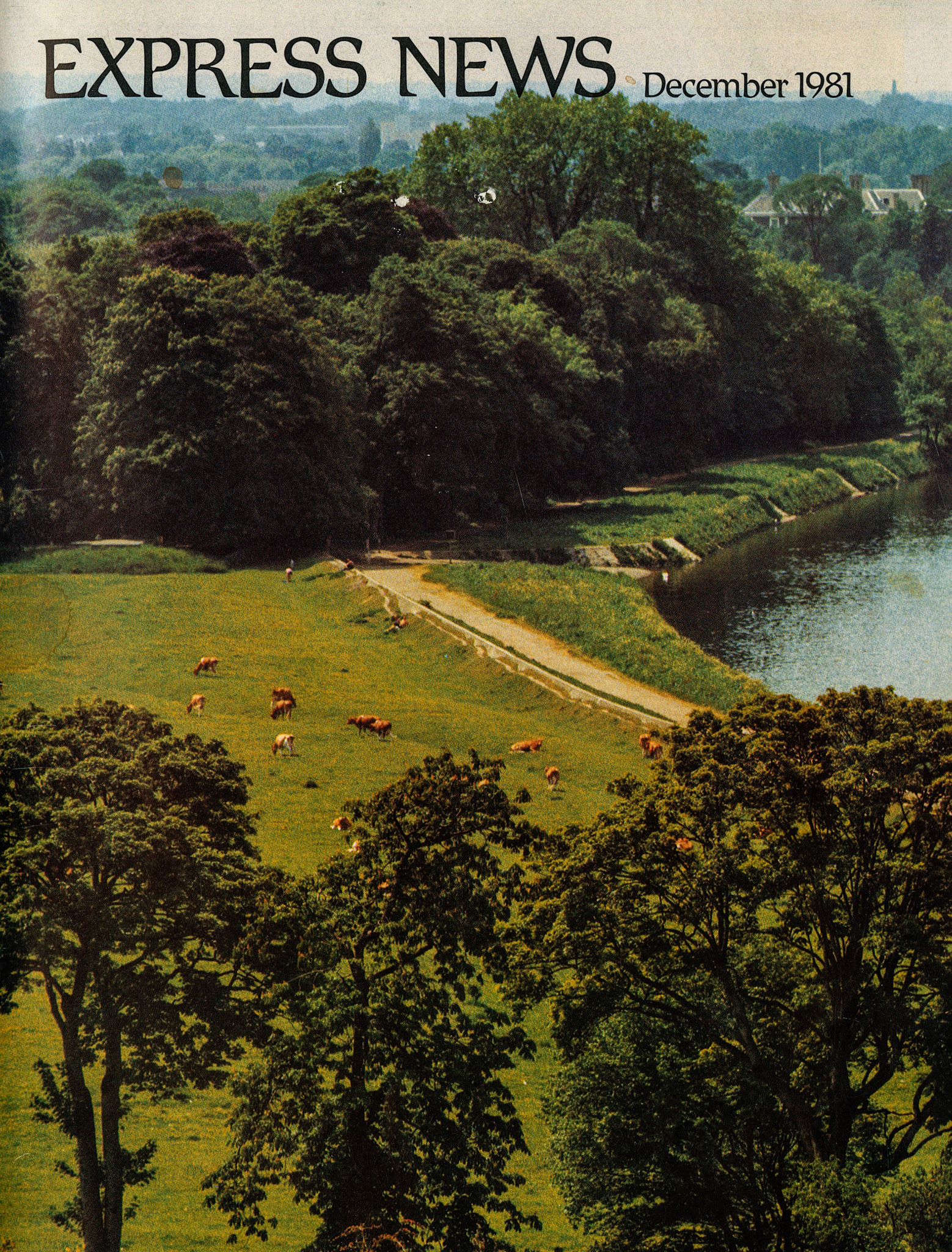 1981 Views over South London and Surrey as seen from Richmon Hill (Express Jersey cows in the field below, at Petersham Farm)