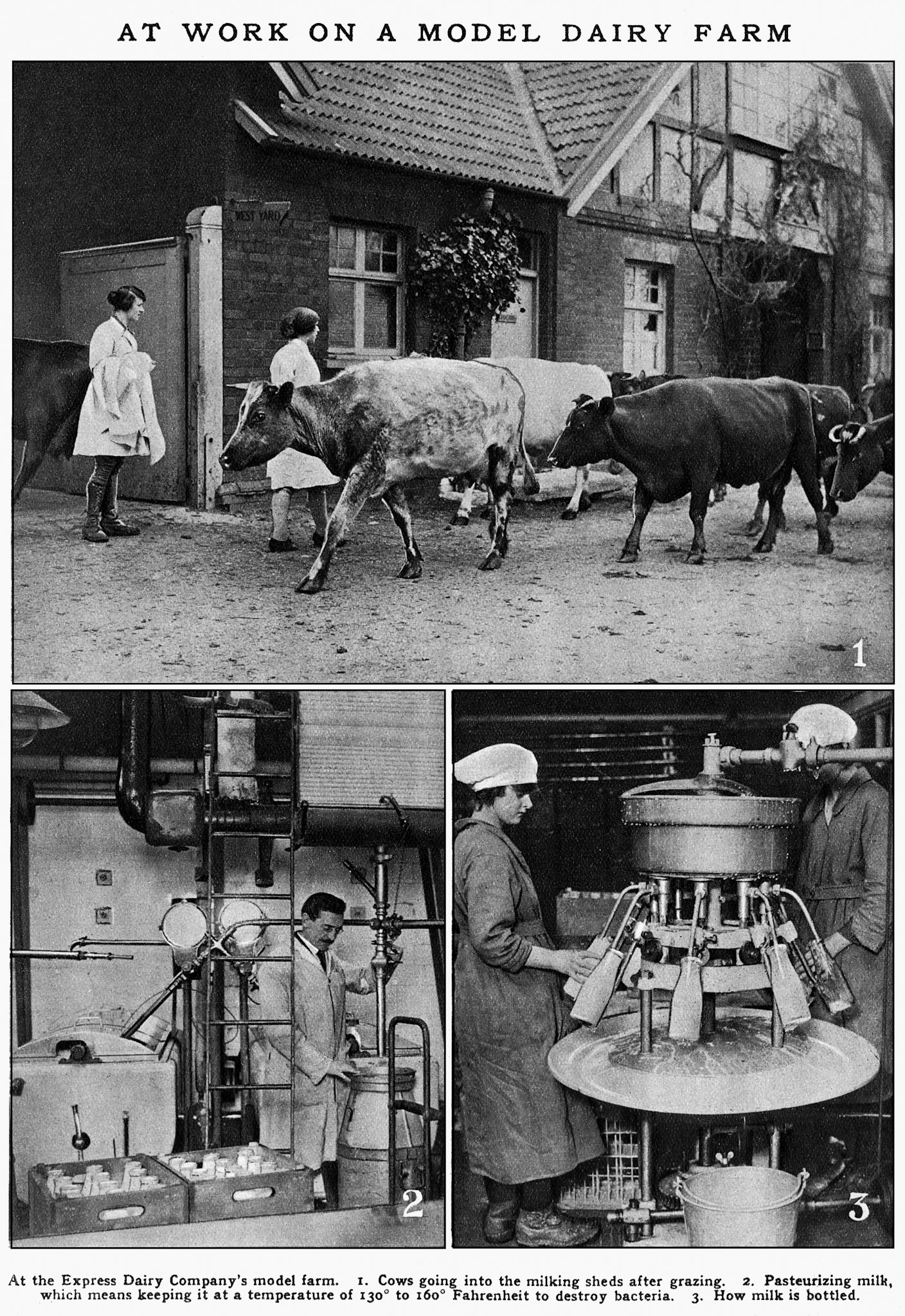1940's College Farm. (Express Dairy Tales Collection)