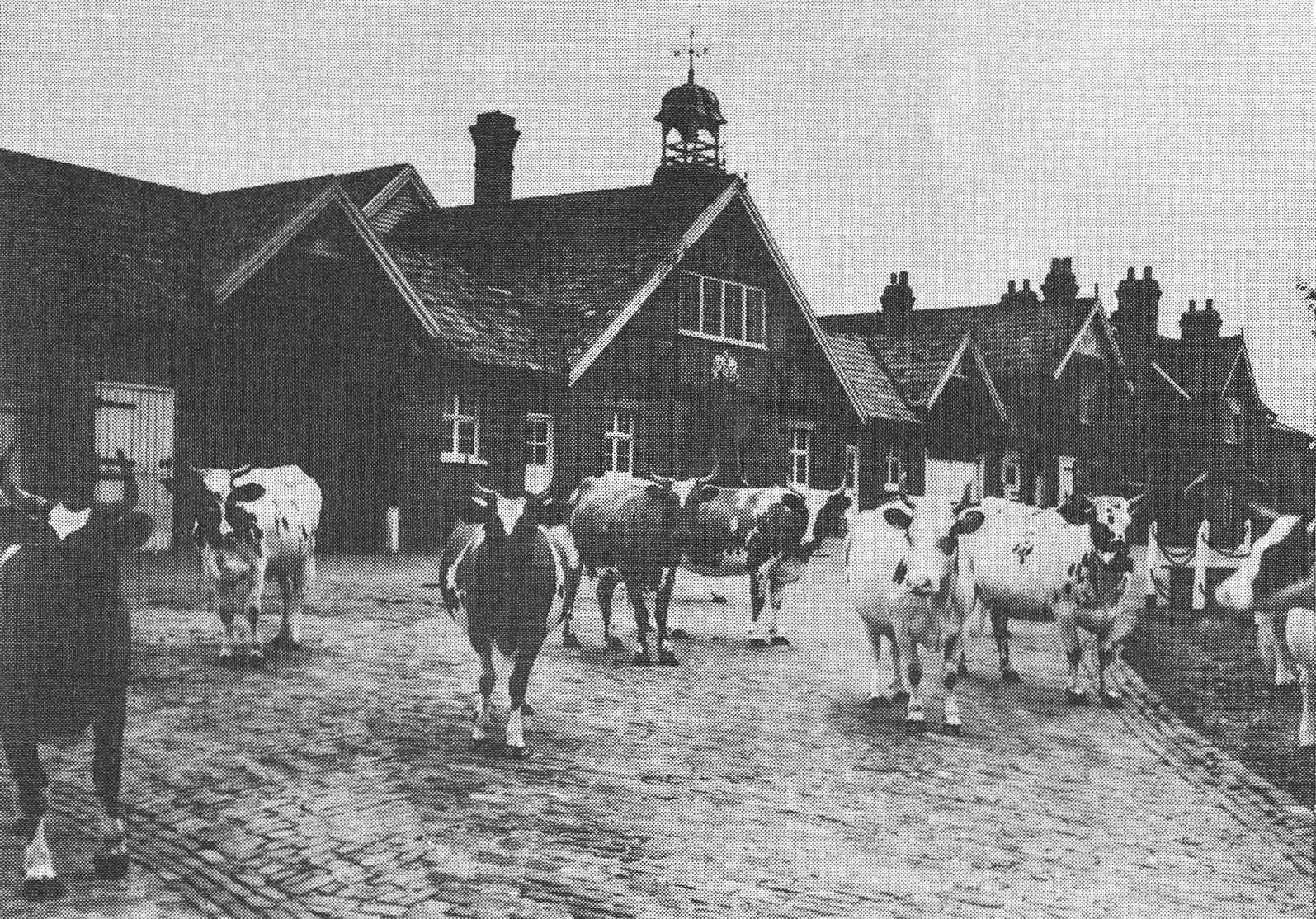 1890's College Farm, Finchley - Illustration from 'Milk for the millions'
