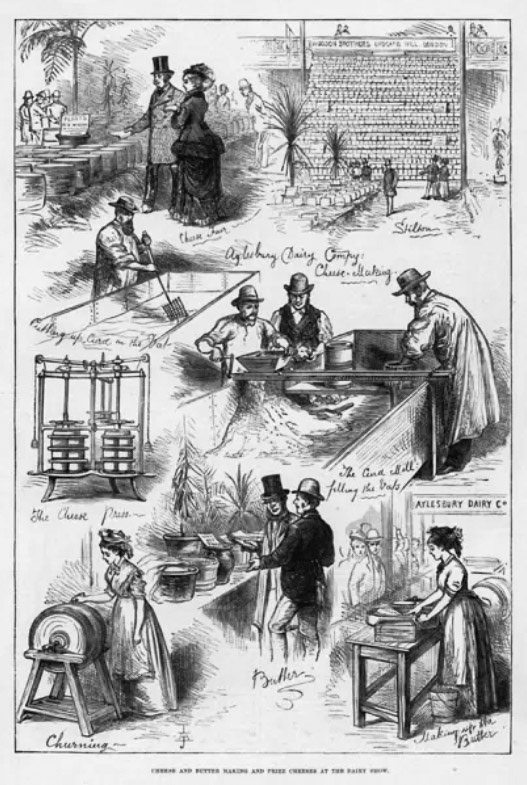 1876 Cheese and Butter Making, and Prize Cheeses at the Dairy Show. Illustration for The Illustrated London News, 4 November 1876. (Courtesy Look and Learn / Illustrated Papers Collection.)