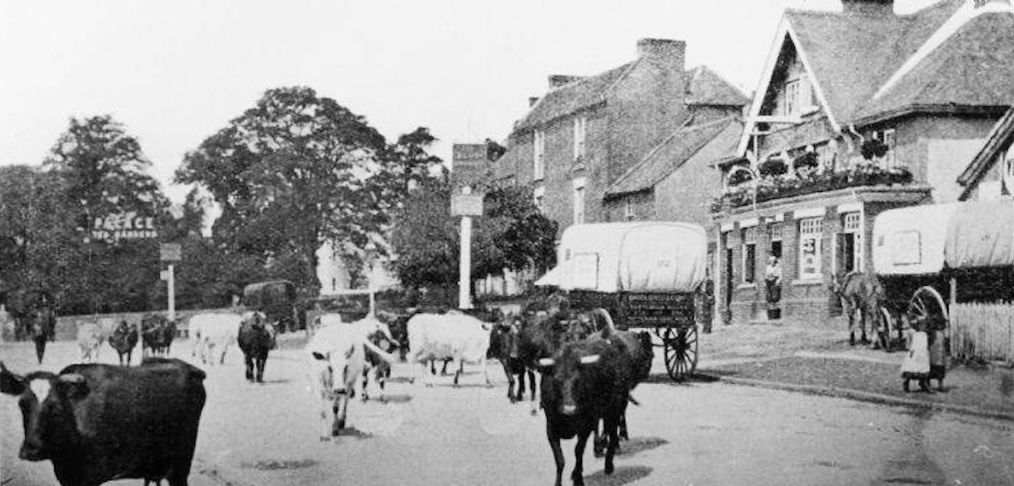 1900 Blue Anchor pub, Whetstone-the A1 Dairy herd on the way for milking. (Courtesy Martin White)