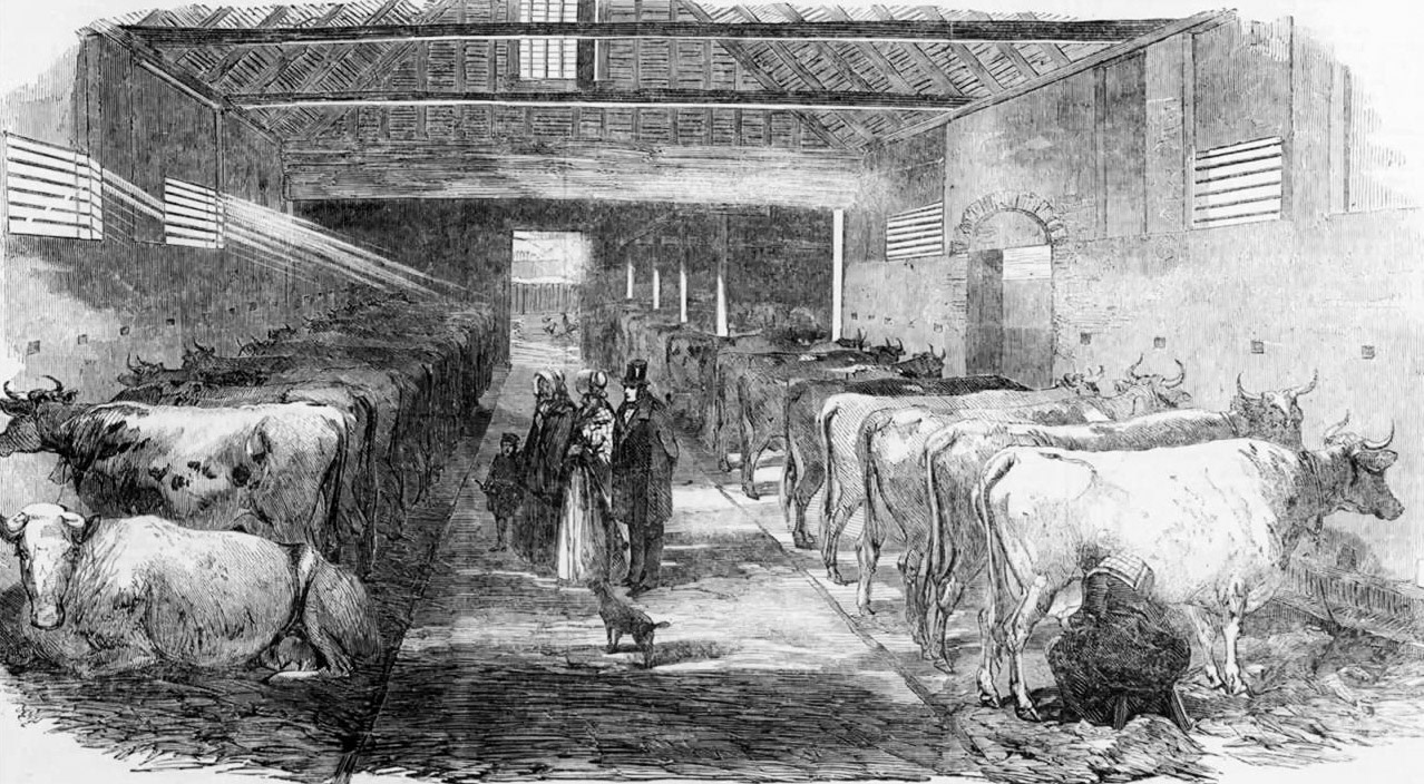 1850'S Typical Urban milking shed. (Courtesy 'On the Milk Train' video, Dr David Turner)