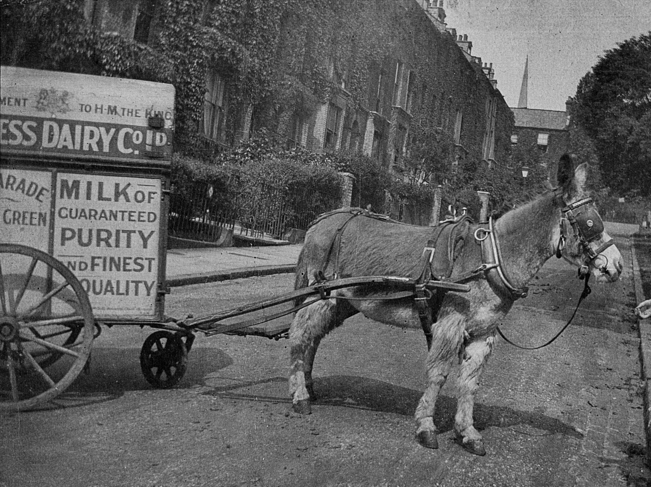 1900s Ealing-donkey-drawn milk cart. On the cart it says "...ARADE" and "GREEN" and this matches the depot at 2 The Parade, Haven Green, W5. Look closely and you can see a hand in the picture, offering a treat to the donkey. (Courtesy Paul Smith)