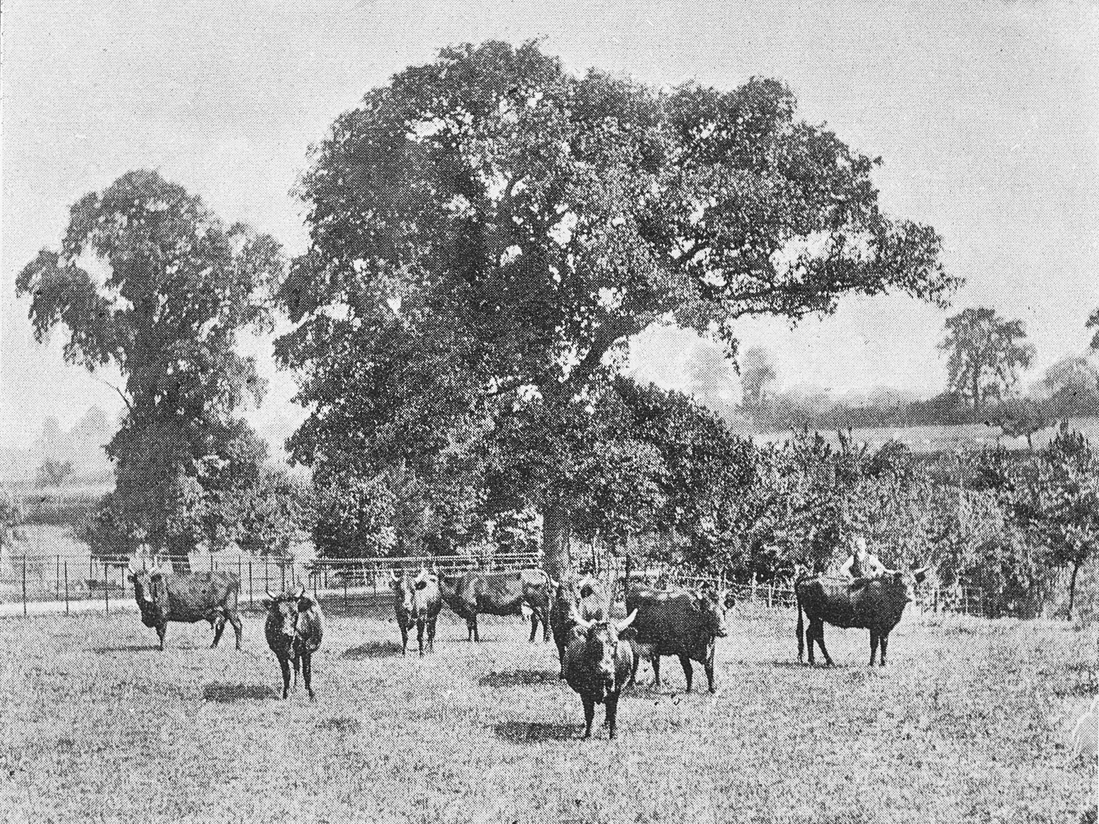 1893 The Kerry Herd at Pasture. From 'Souvenir from Finchley' (Courtesy Brian Wastell)