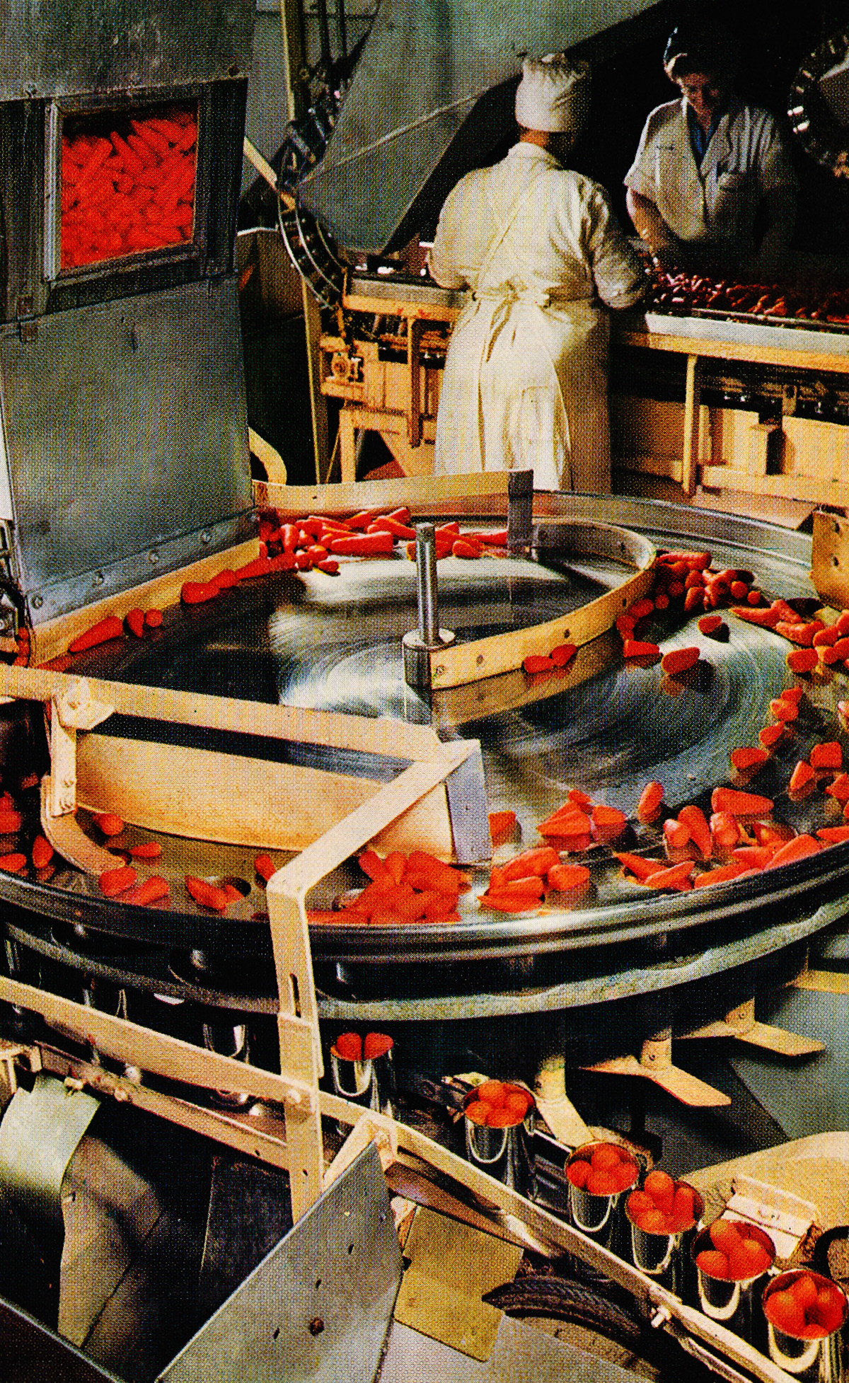 1965 Packing whole carrots at Goldhanger Fruit Farms