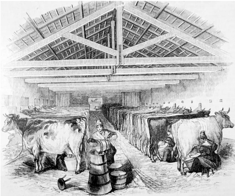 1800's Highbury-milking shed of Laycock's Dairy Farm. (Courtesy Universal History Archive/UIG.)