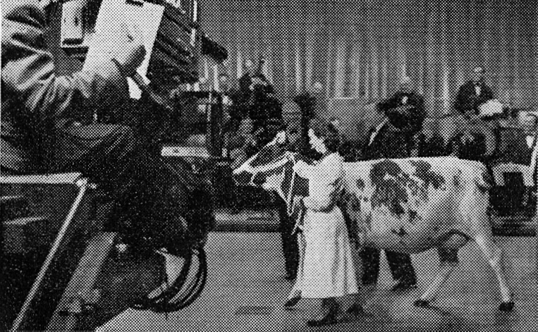 1956 College Farm cow 'Express Viola X' held by dairymaid Phyllis Westgate. (Express News September)