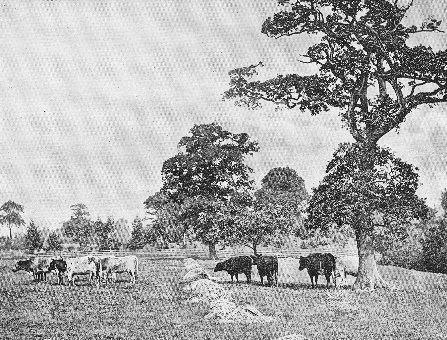 1893 A View in The Fields. From 'Souvenir from Finchley' (Courtesy Brian Wastell)