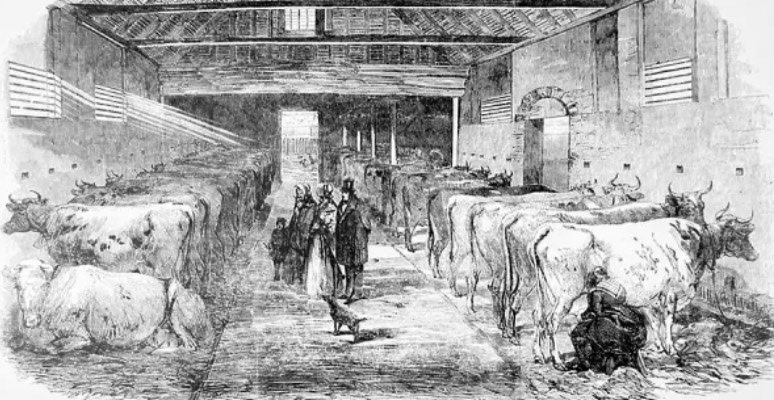 1800's Friern Manor Dairy Farm, Peckham-milking shed. (Courtesy Universal History Archive/UIG.)