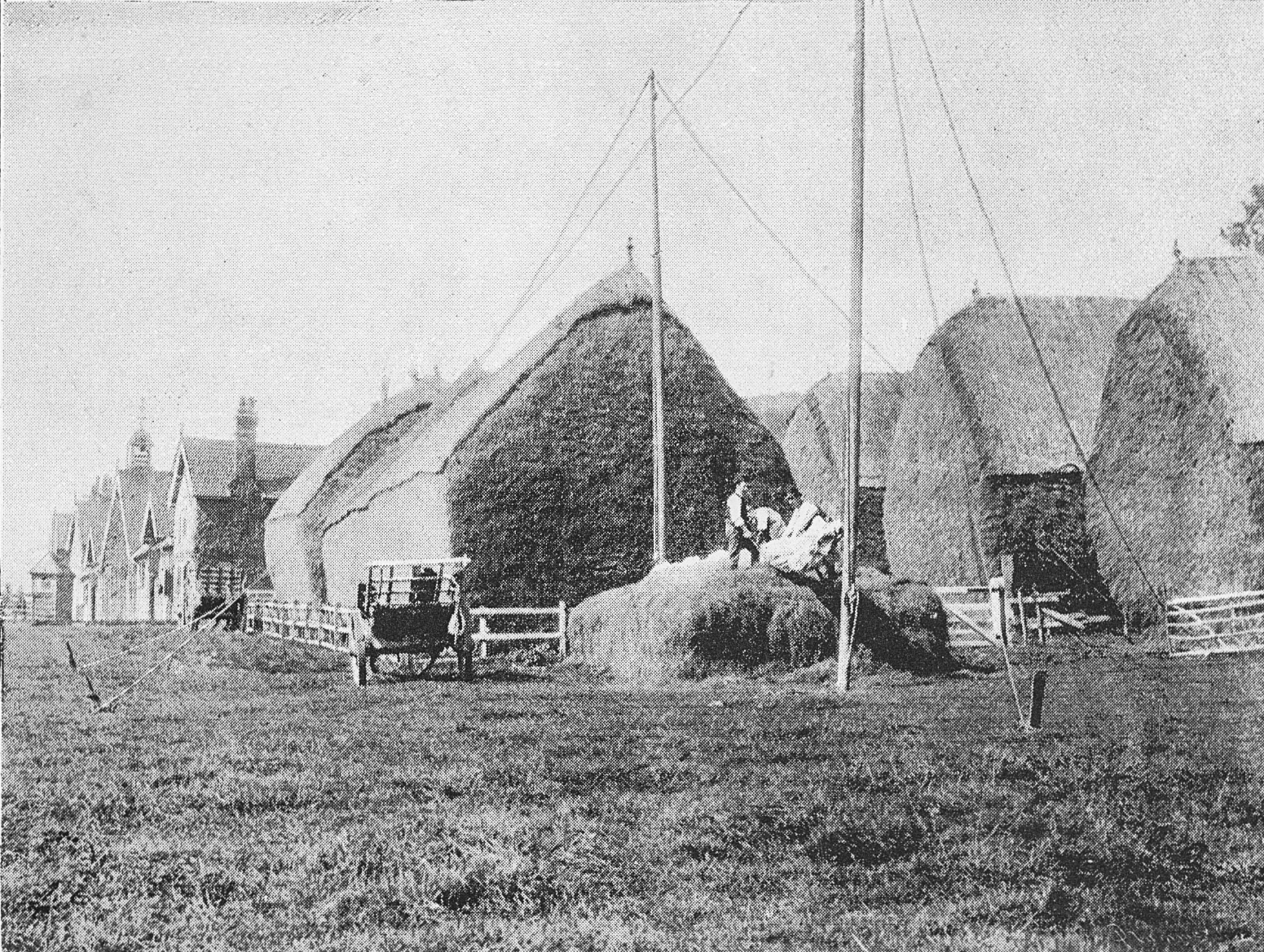 1893 The Stack Yard, College Farm. From 'Souvenir from Finchley' (Courtesy Brian Wastell)