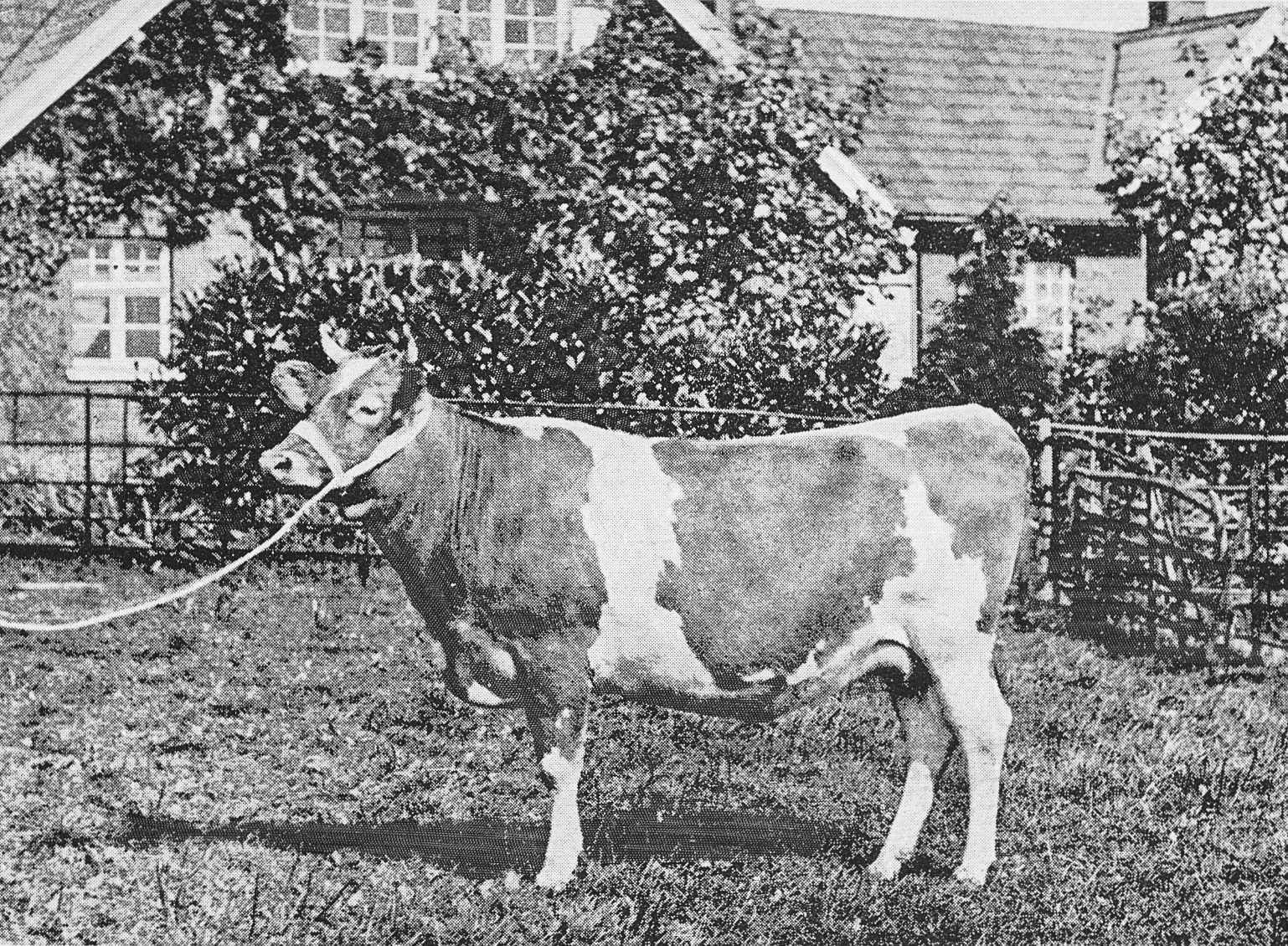1893 'Queen of Beauty 4th' Guernsey Heifer, winner of Champion Cup, Dairy Show 1892 for the best shaped udder and First Prize for the Best Heifer. From 'Souvenir from Finchley' (Courtesy Brian Wastell)