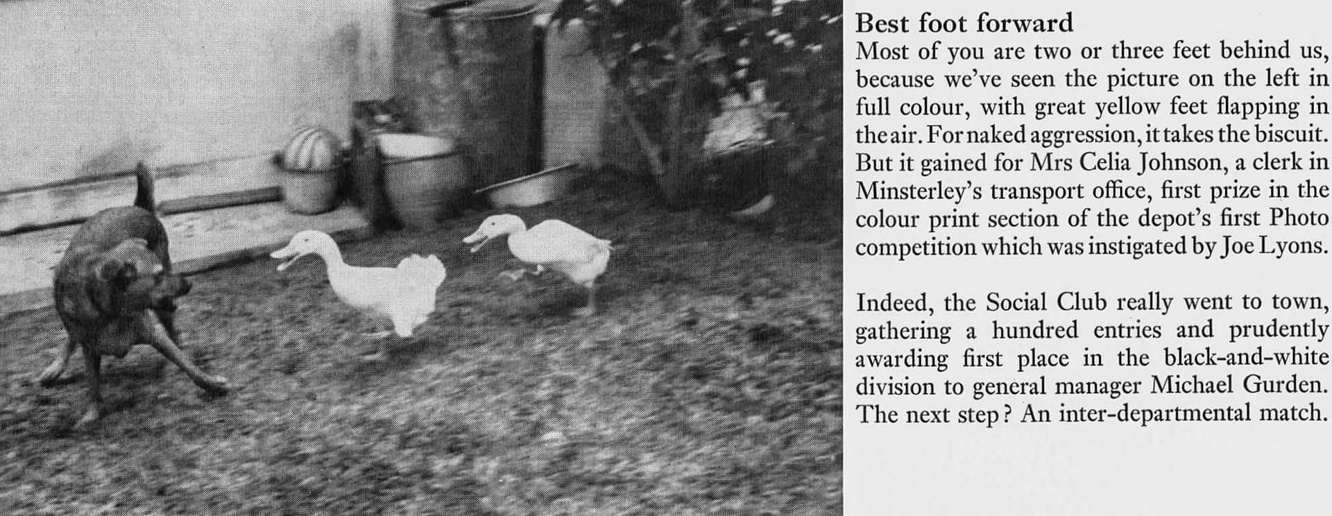 1972 Minsterley Creamery photographer Joe Lyons organised a photo competition, with General Manager Michael Gurden winning the black and white award with this picture, and Mrs Celia Johnson, Transport Office Clerk the same award in the colour section. (Express News Spring)