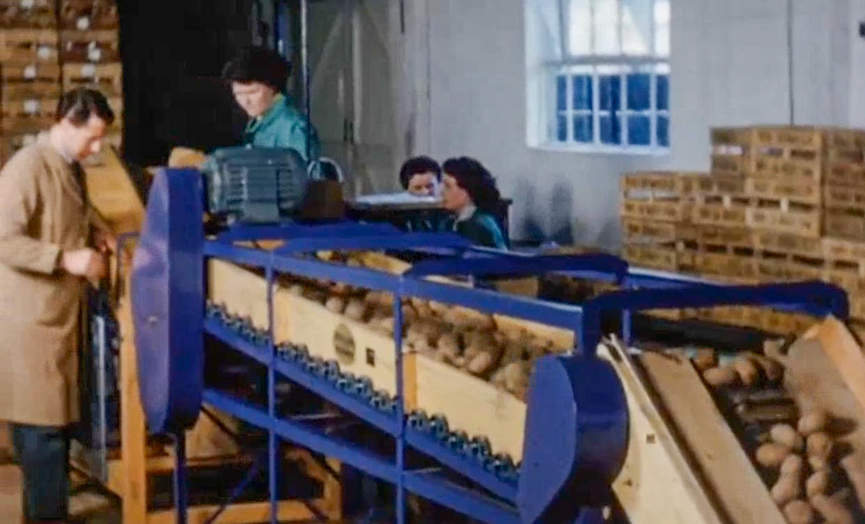 1957 Thorpe Lea Nurseries, packing products for Premier Supermarkets ‘Time for Leisure’ film  (Yorkshire Film Archive)