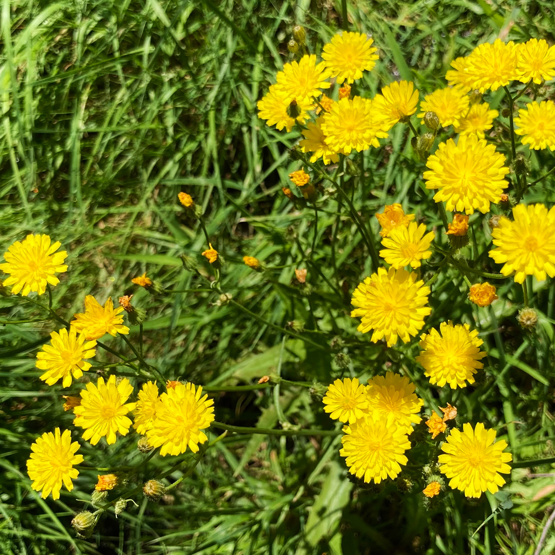Dandelion
