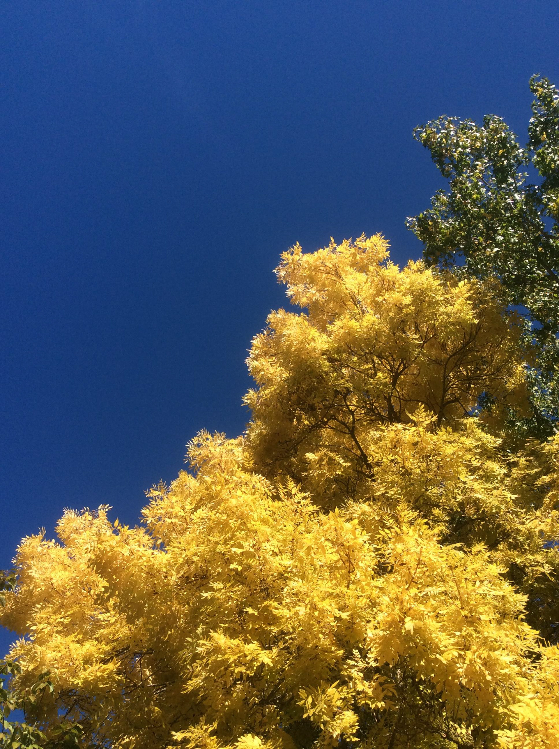 Golden Elm