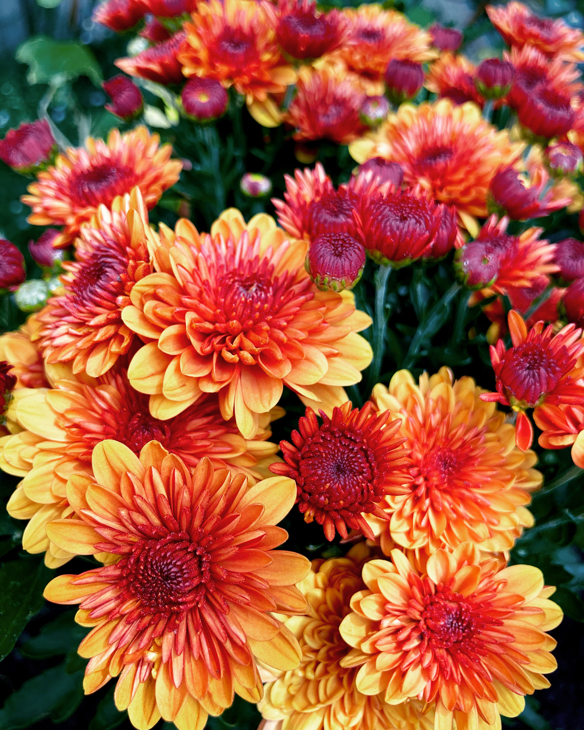 Chrysanthemum