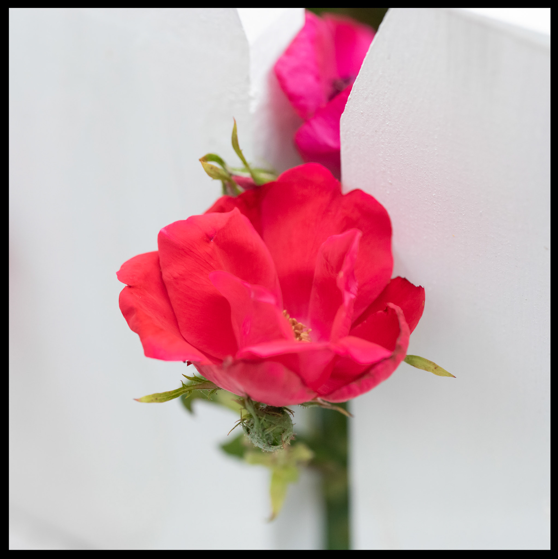 Rose through a new fence