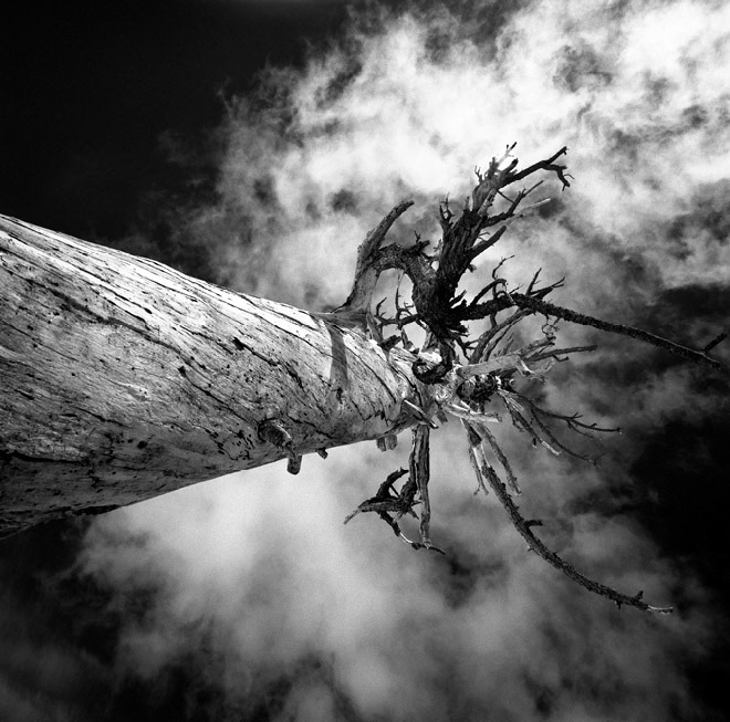 Dead Tree, Tahoe