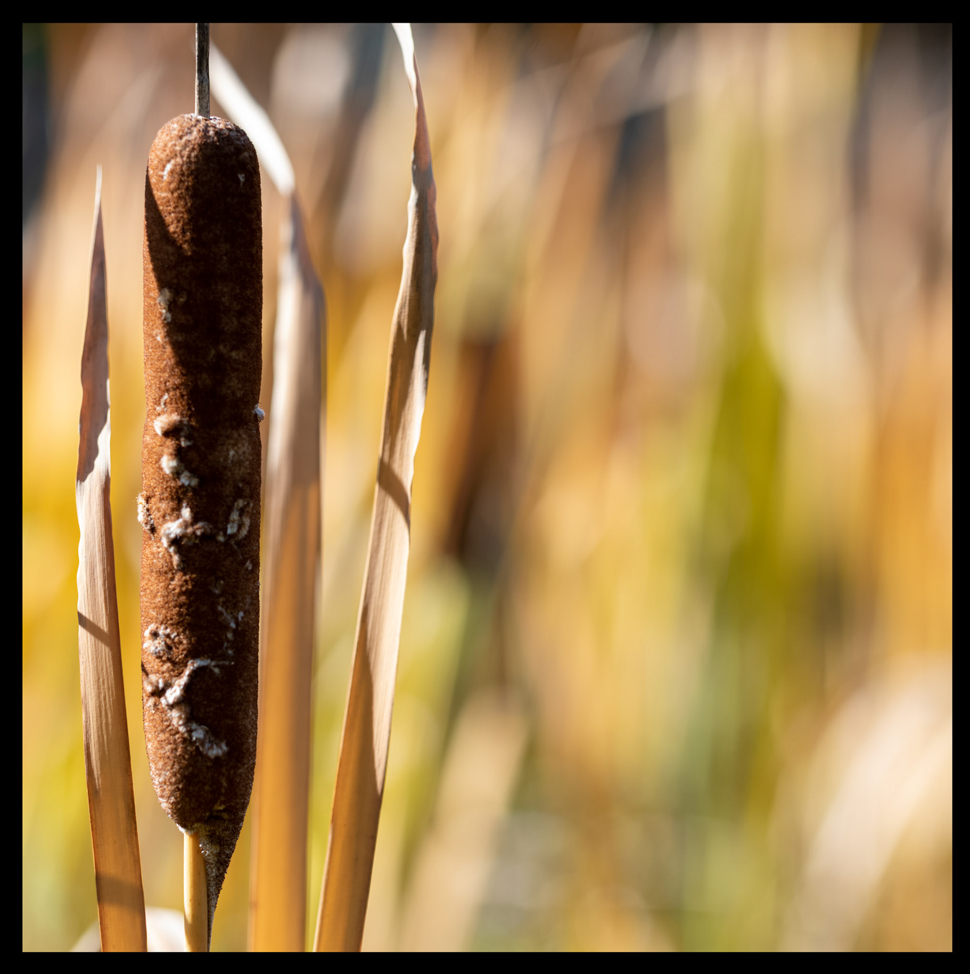 Cattail