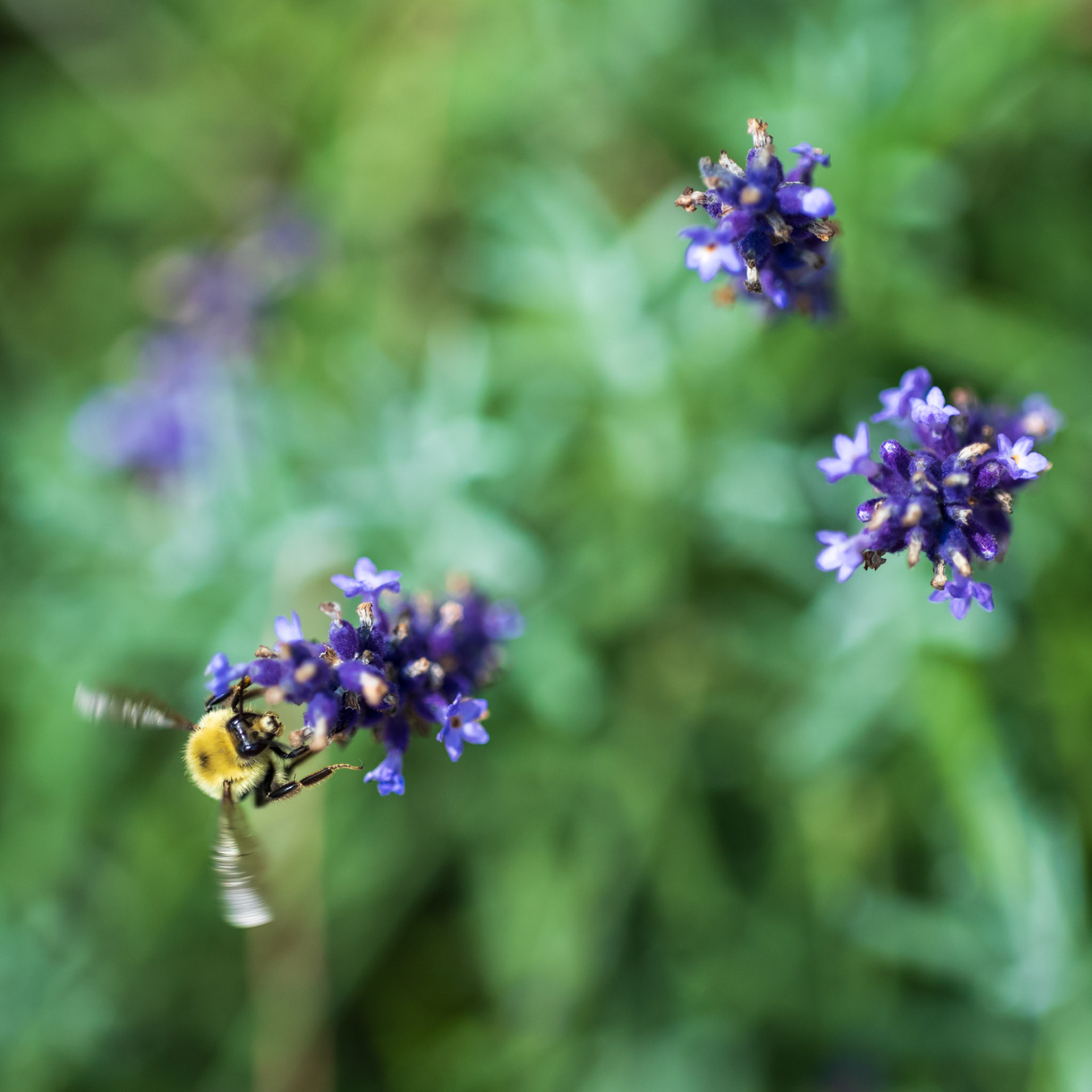 Bee on Lavender