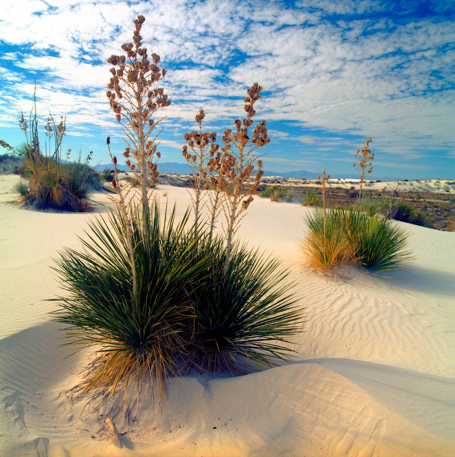 White Sands