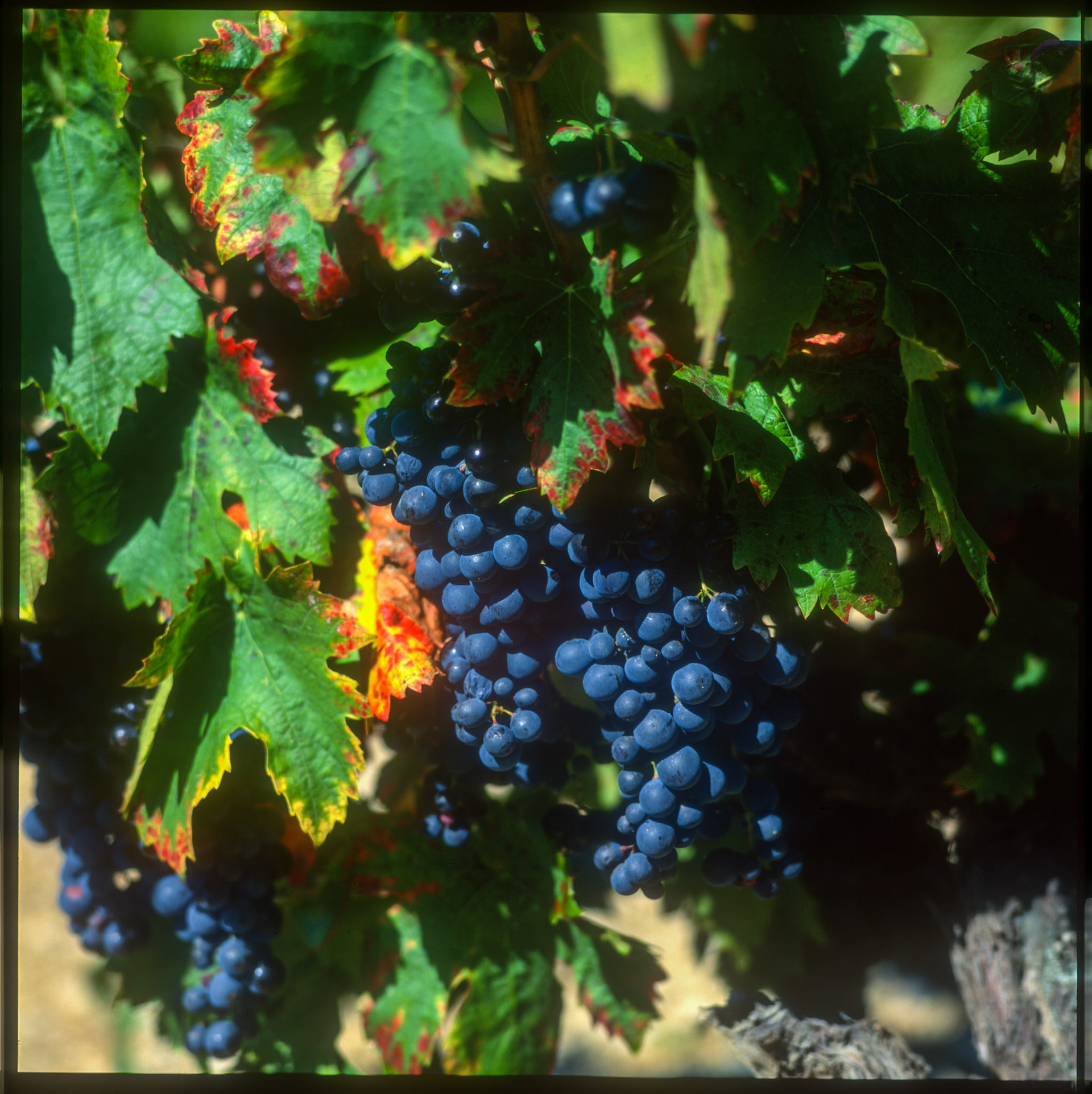 French vineyard