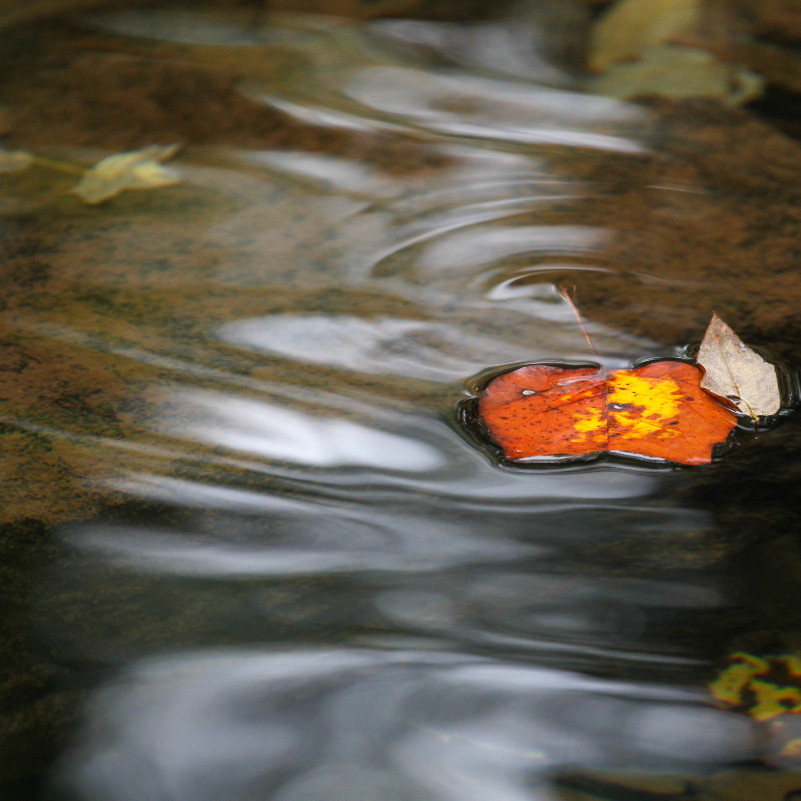 Leaves, Delaware River