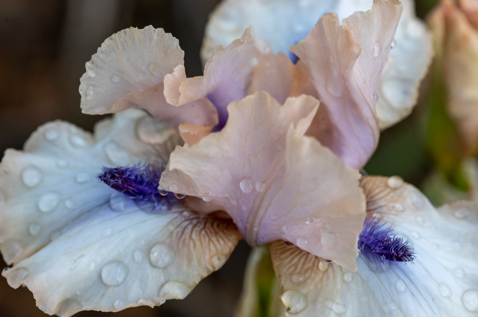 Iris after rain