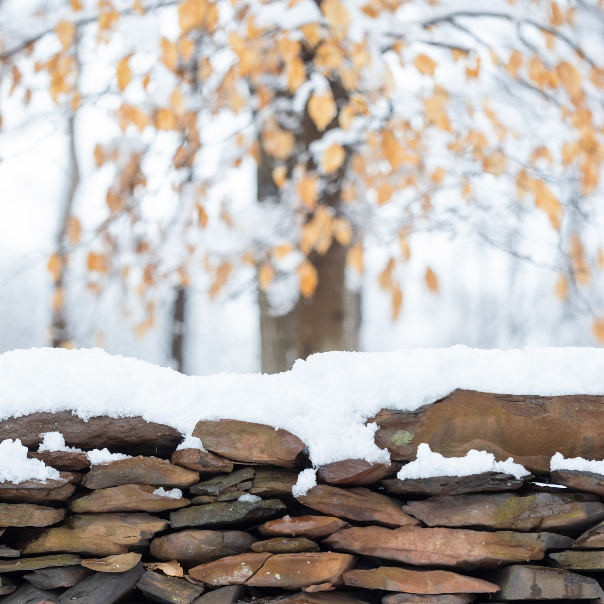 Stone wall in snow