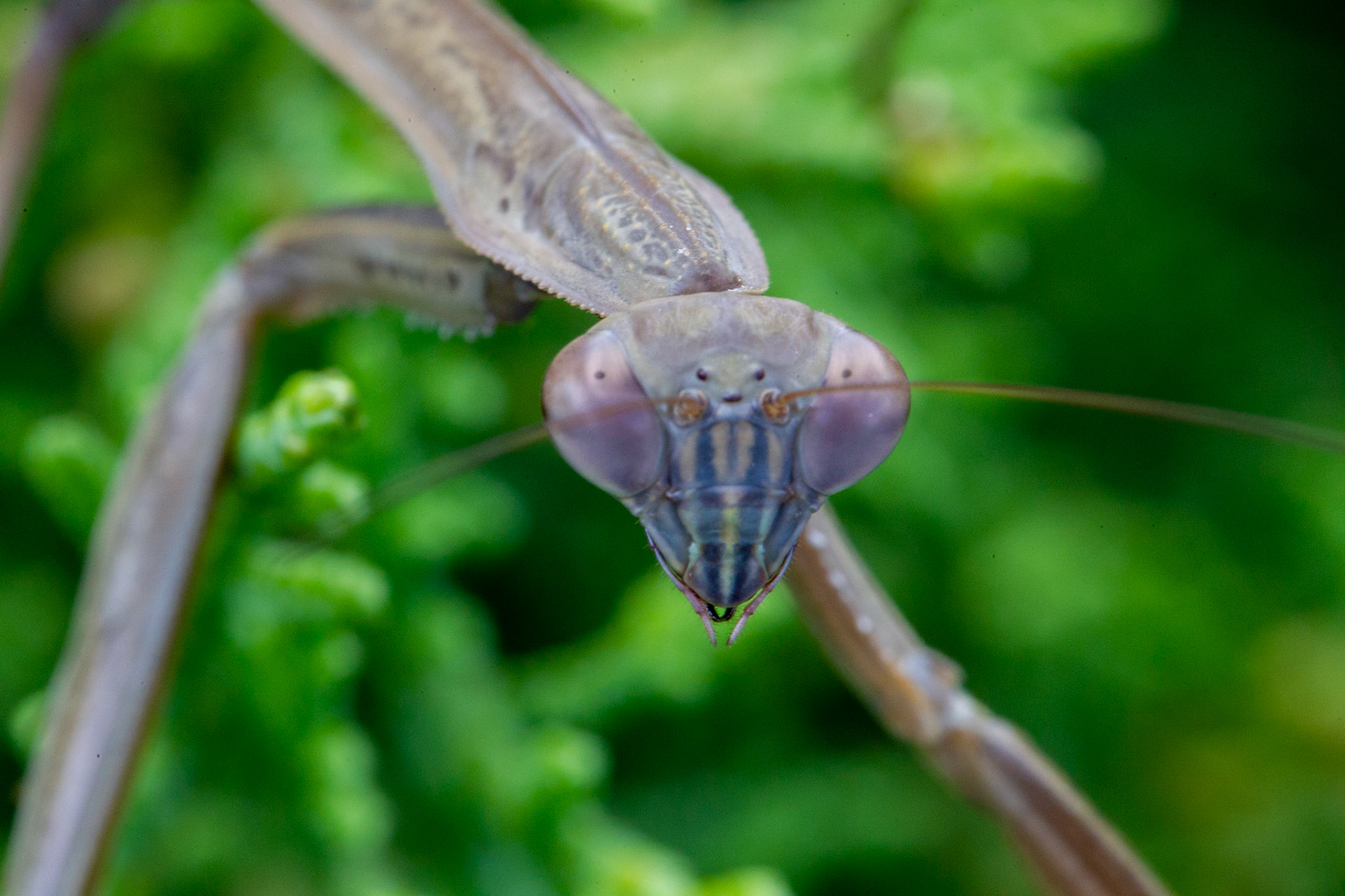 Garden predator