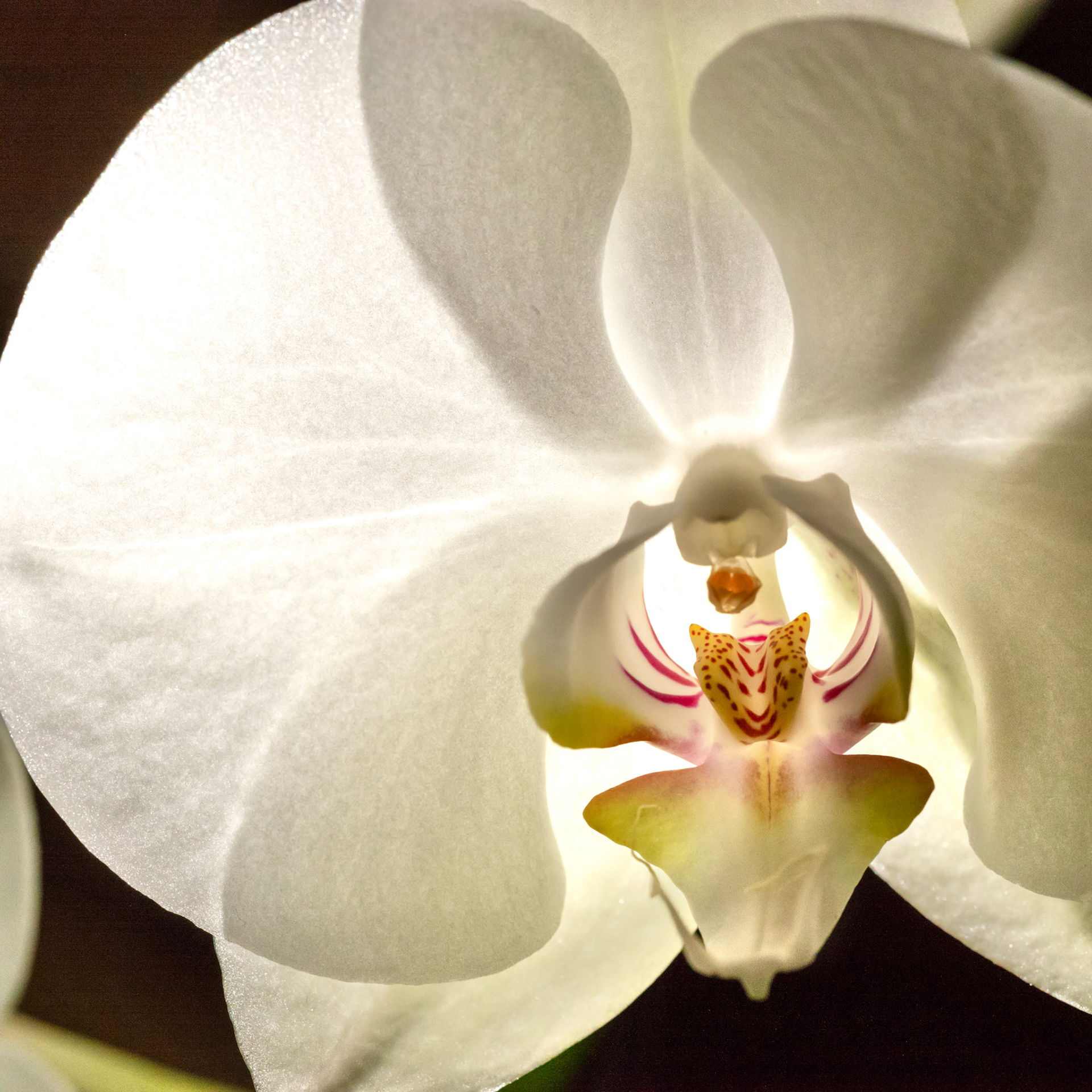 Orchid