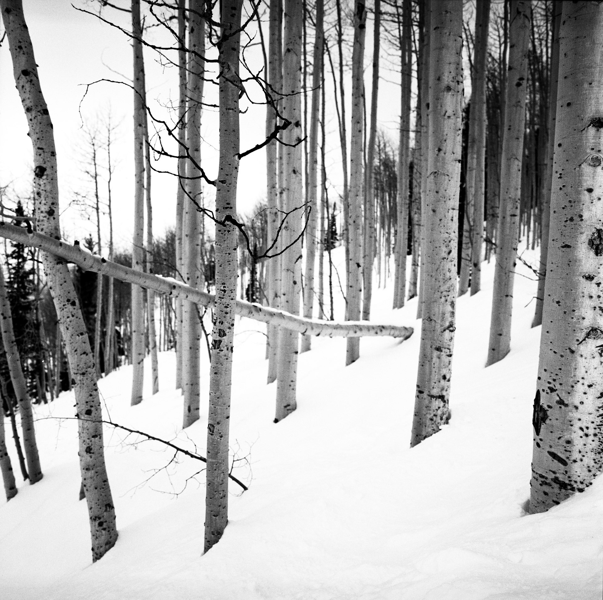 Aspens in snow