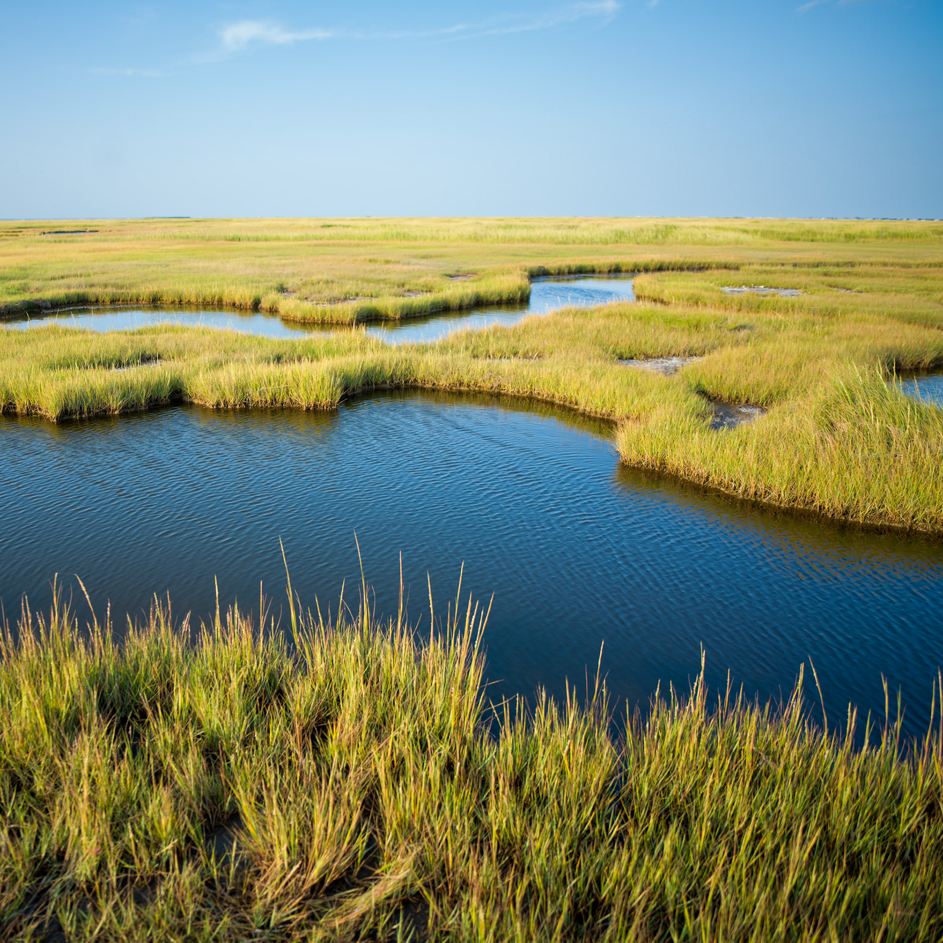 New Jersey salt marsh