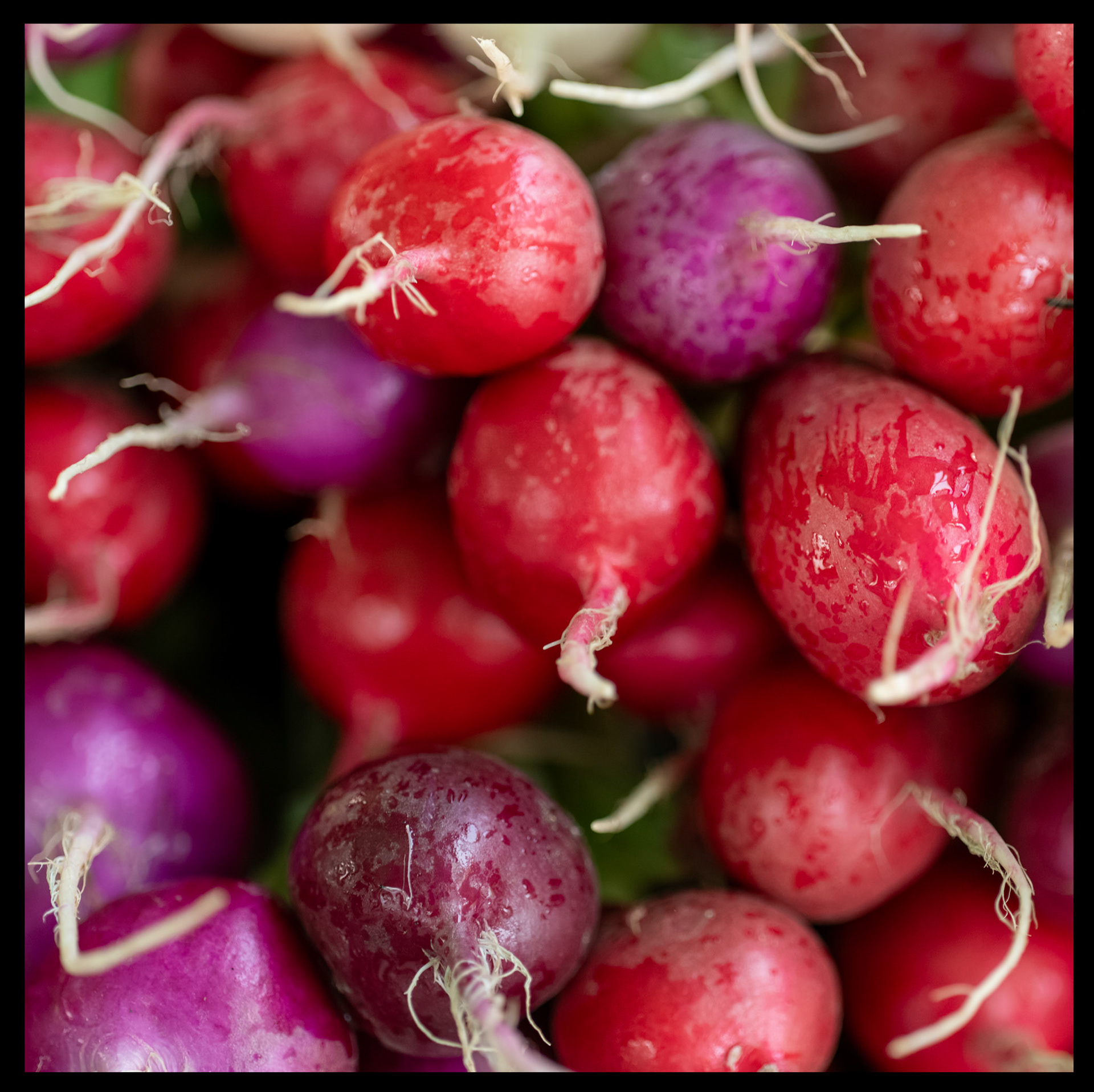 Radishes