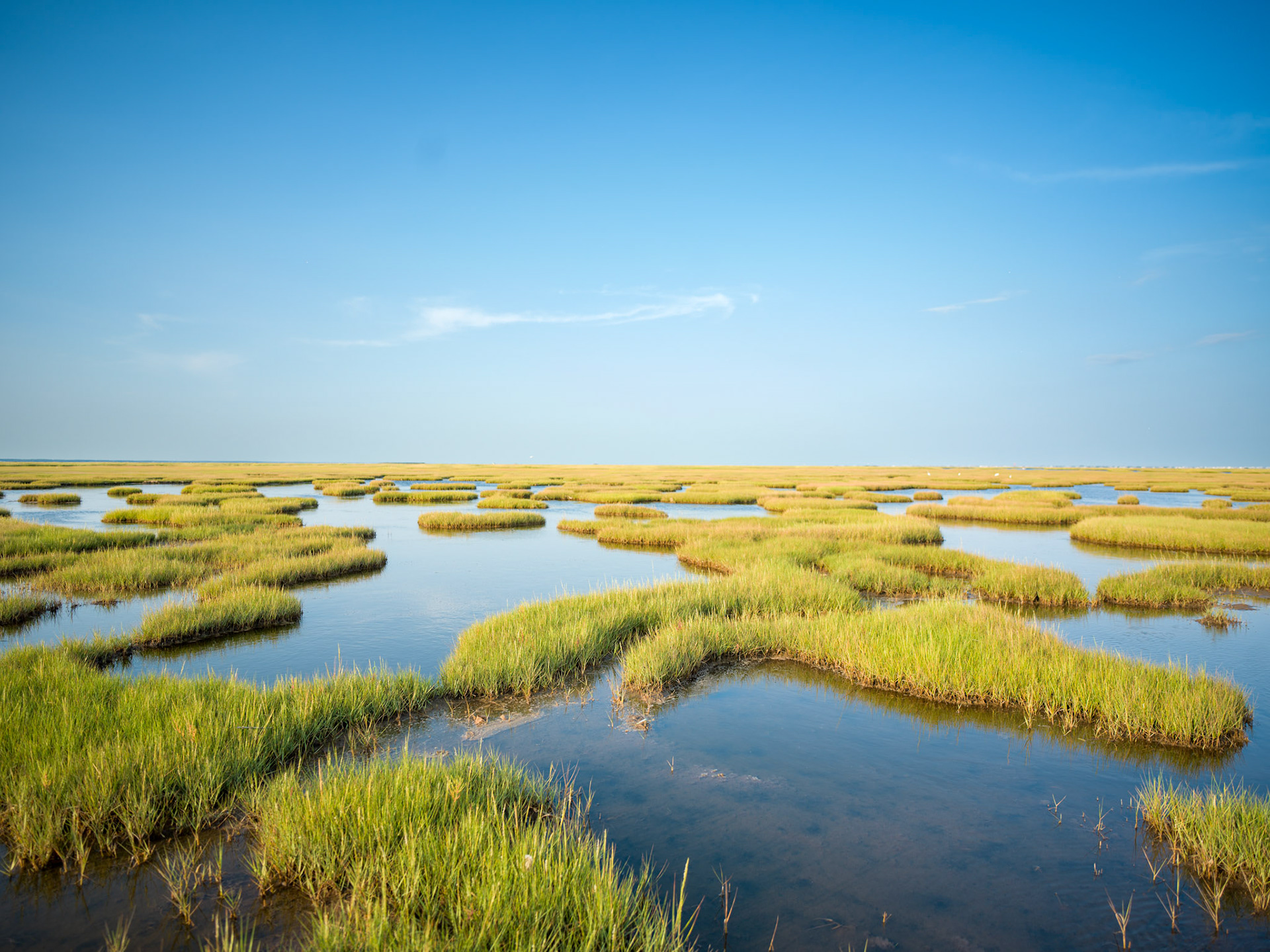 New Jersey salt marsh