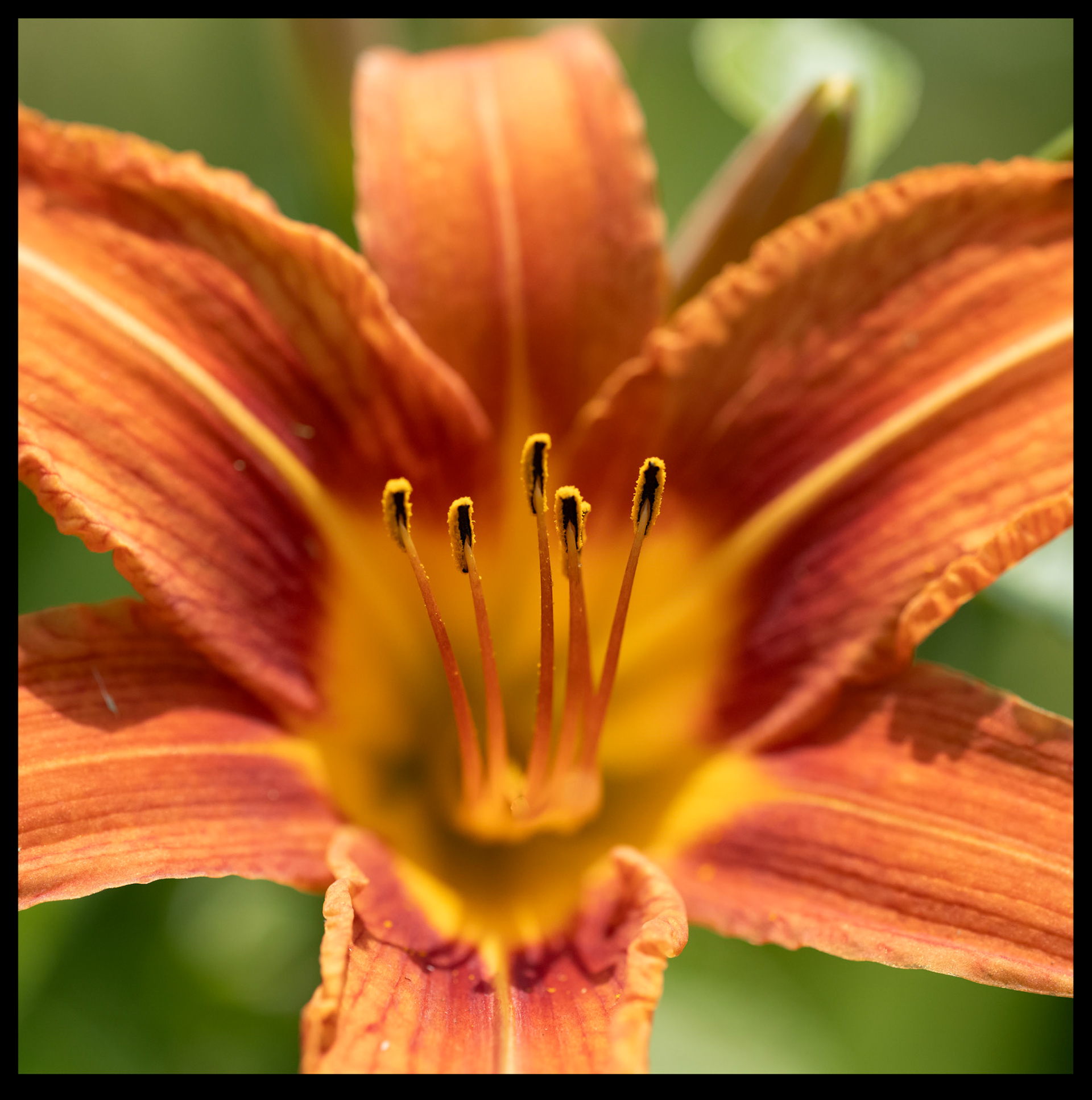 Tiger Lilly