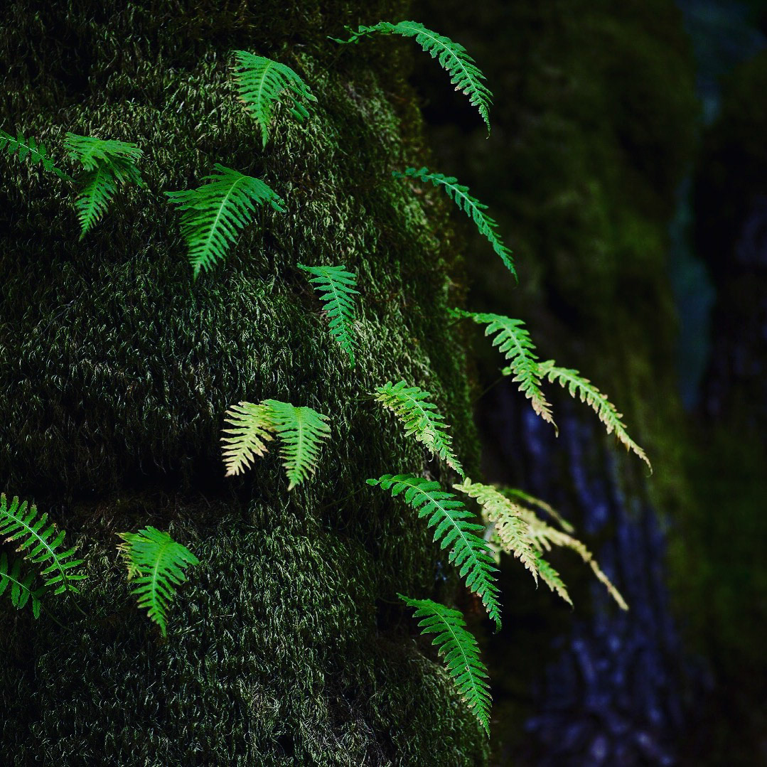 Sonoma forest