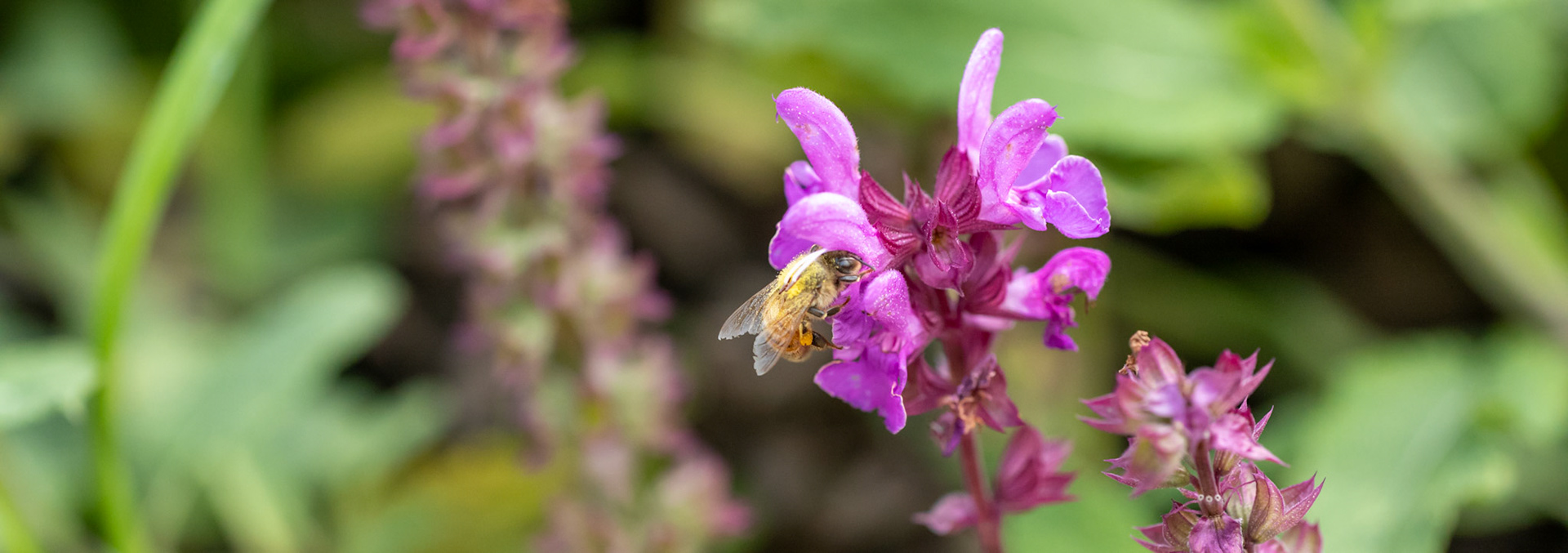 Collecting pollen