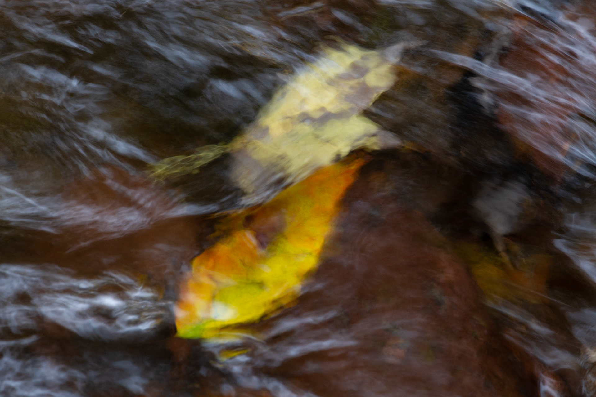 Leaves under water