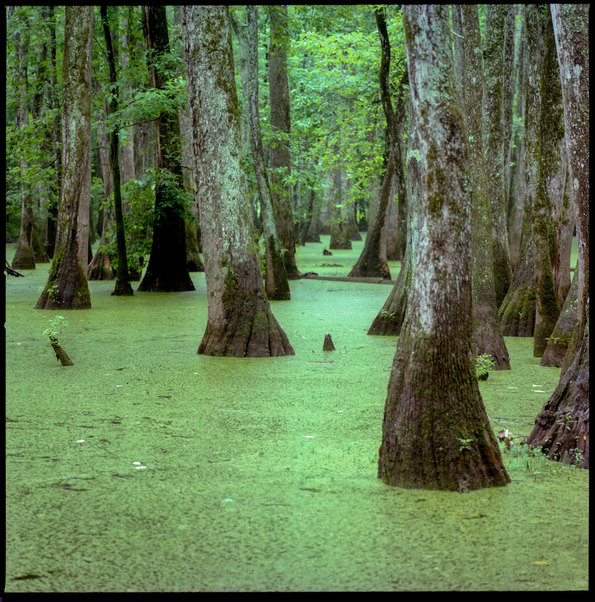 Swamp, Northern Mississippi