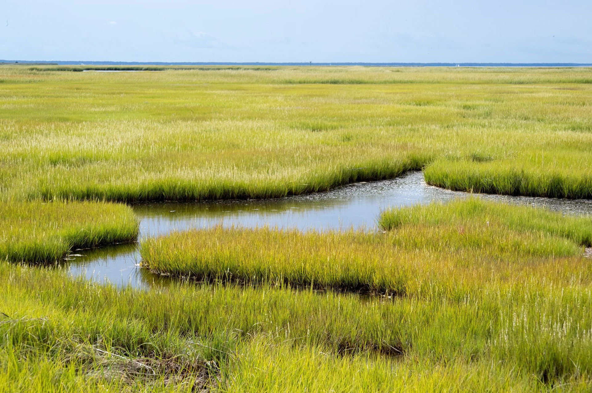 New Jersey salt marsh