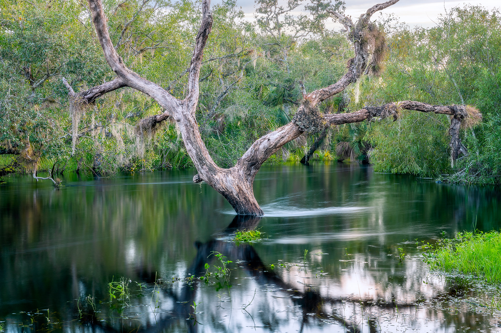Flooded Myakka River
