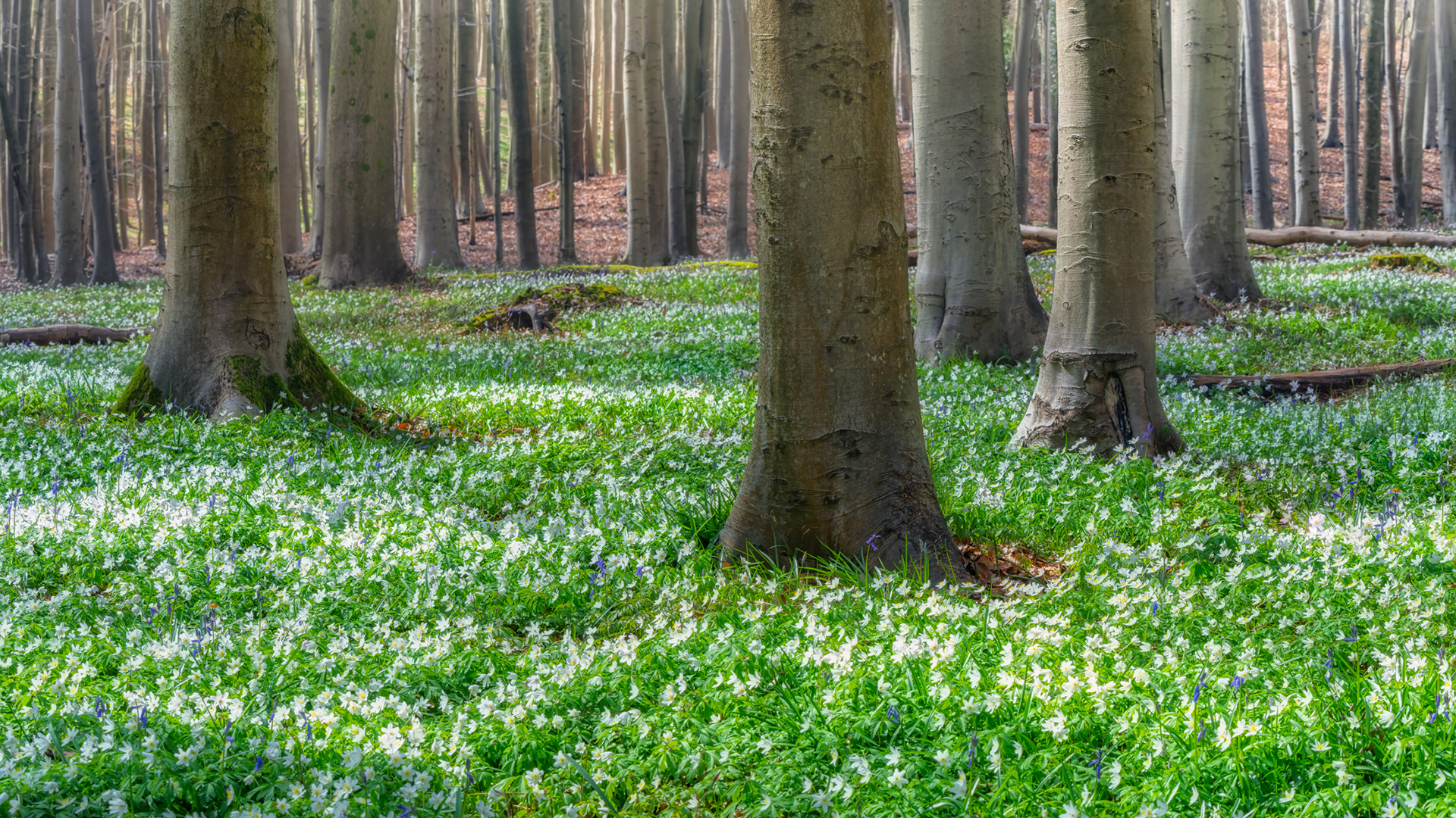 White Awakening