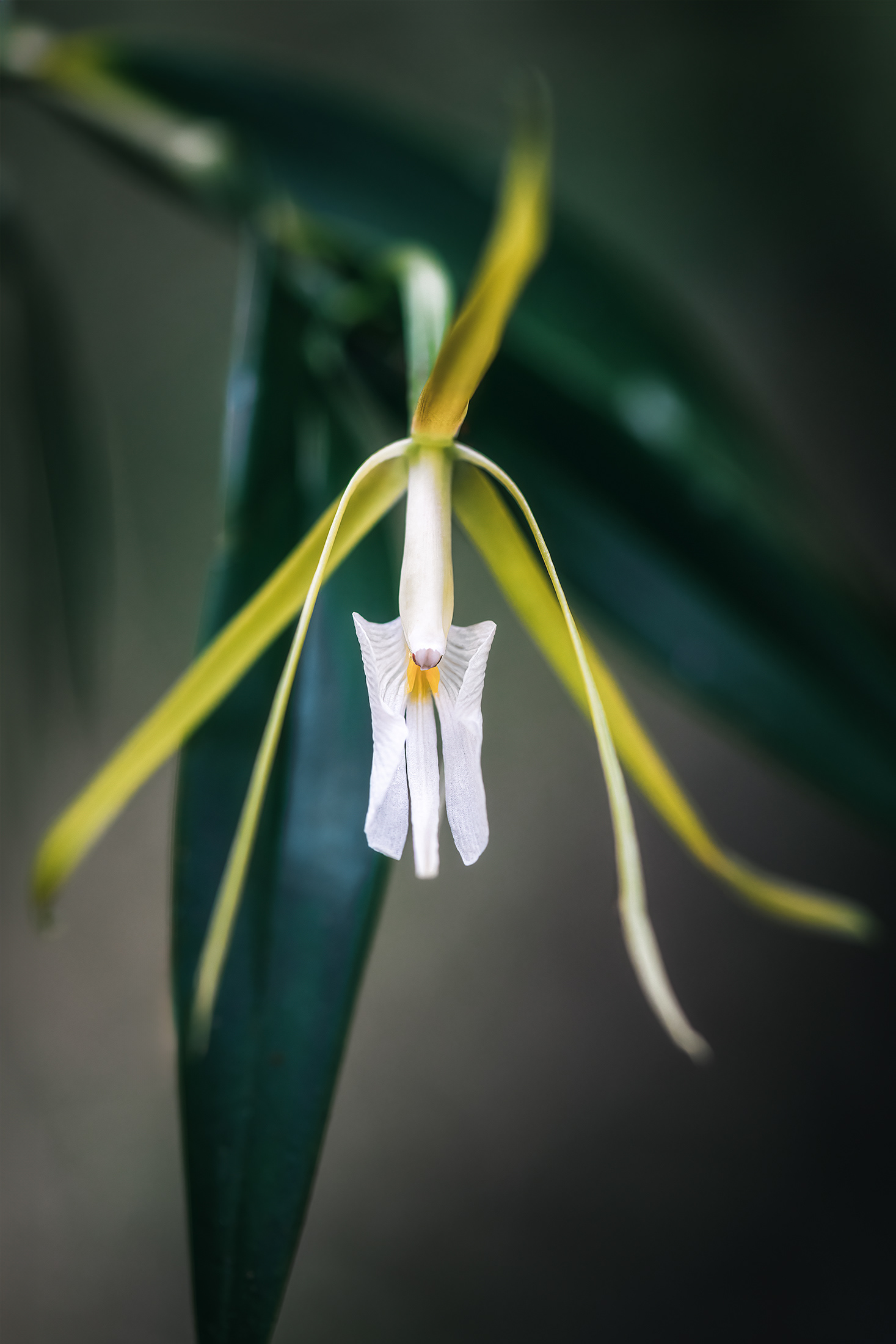 Night Scented Orchid Elegance