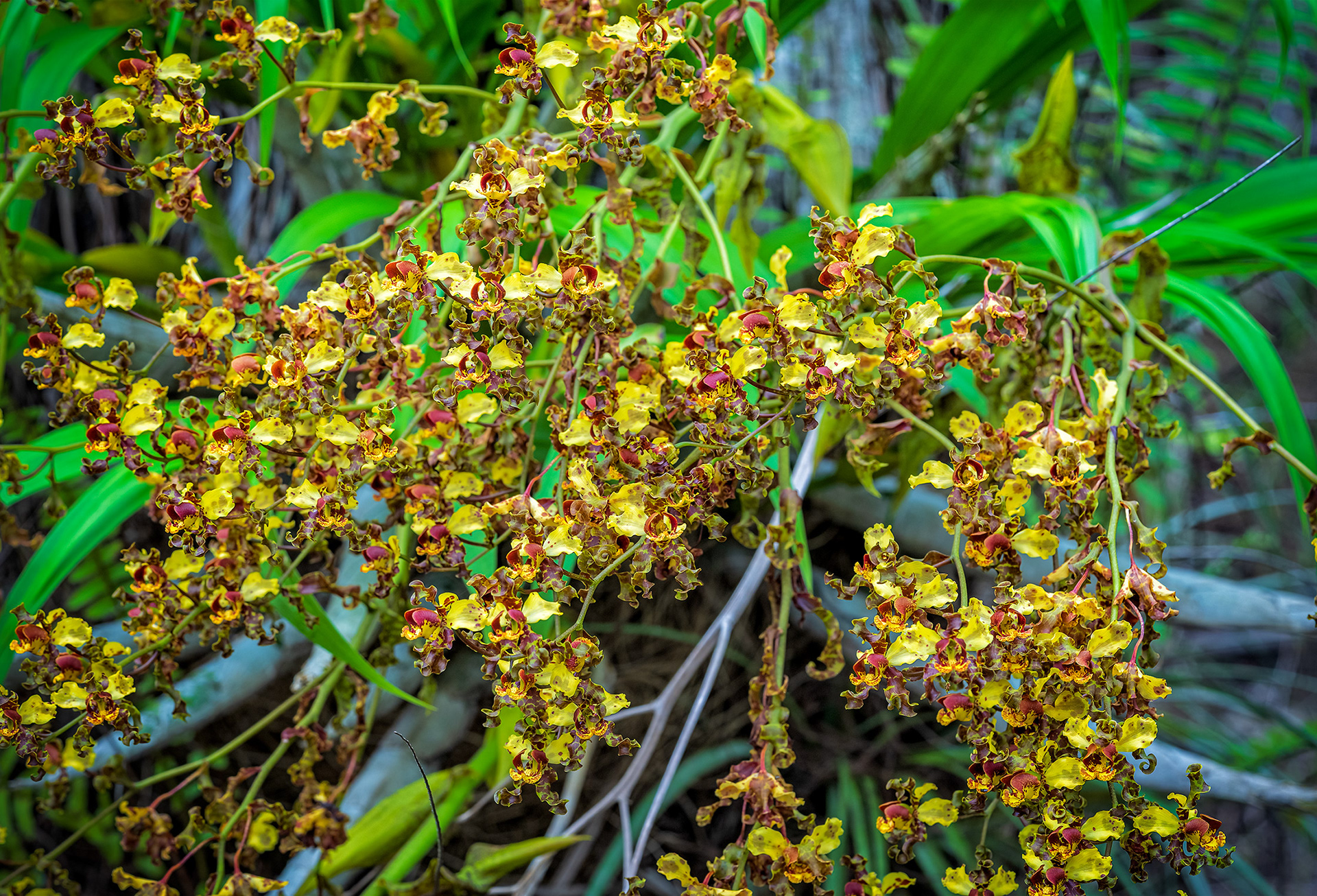 Cigar Orchid Flowers