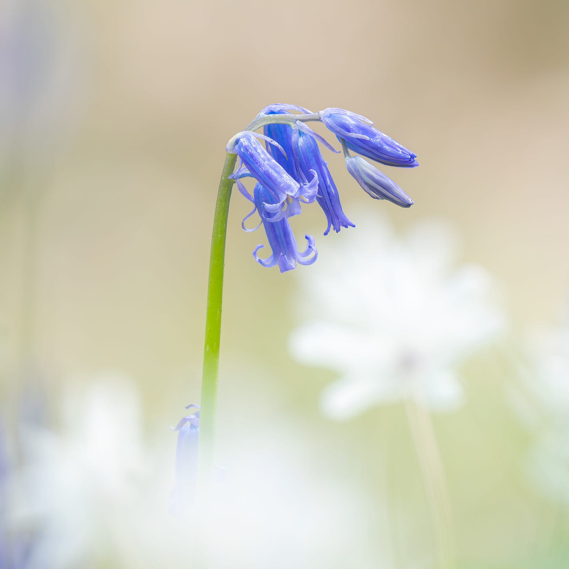 Bluebell in the Mist