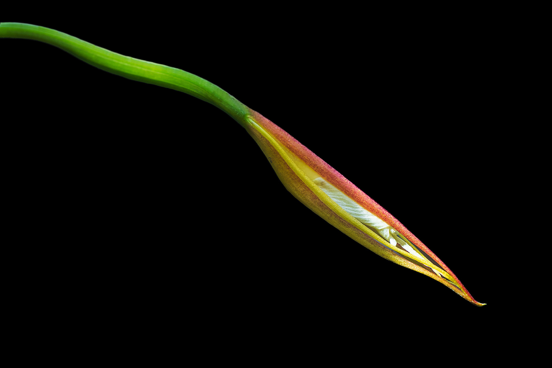Night Scented Orchid Opening